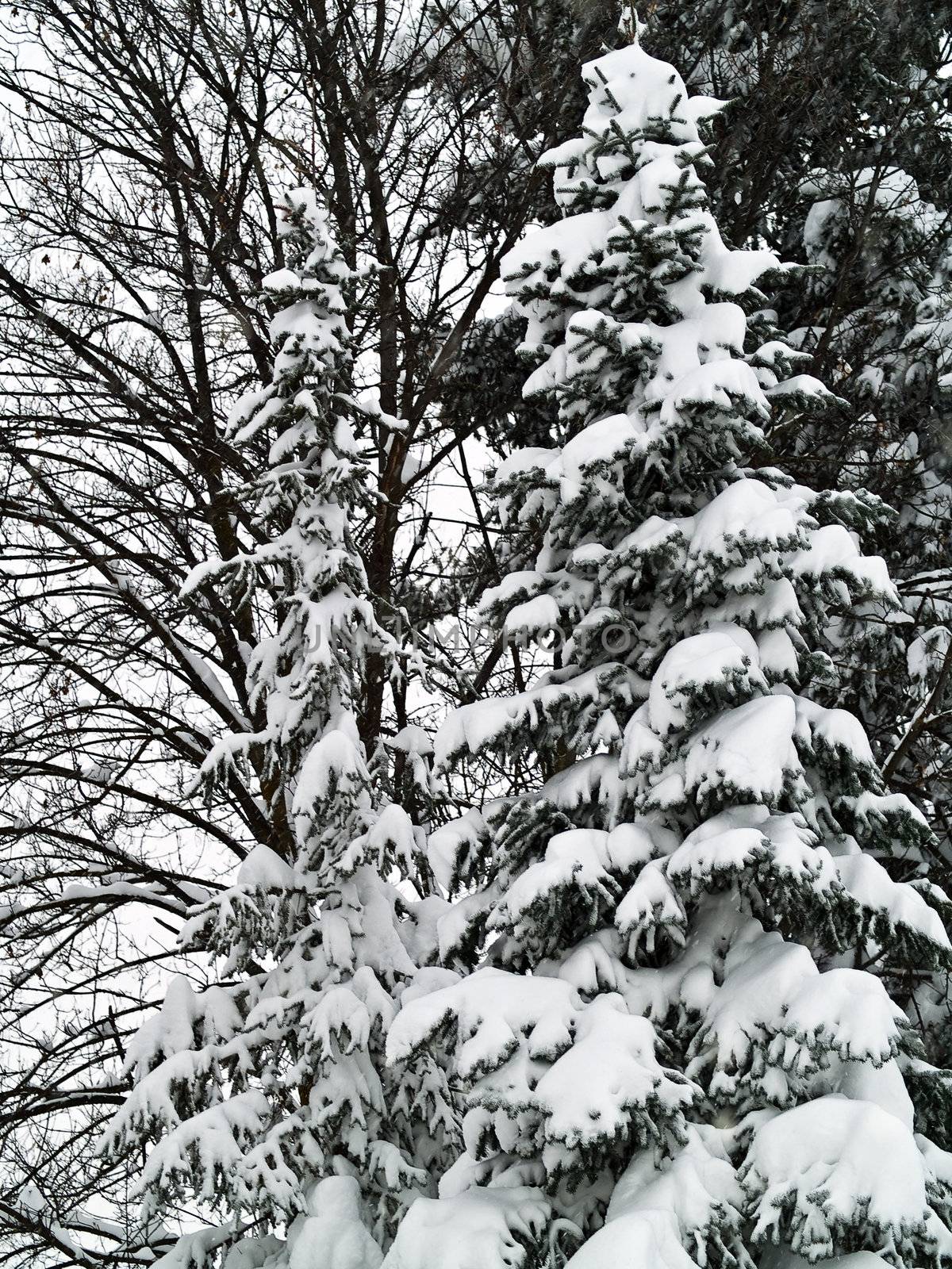 A Heavy Snowfall Piles Up in a Backyard