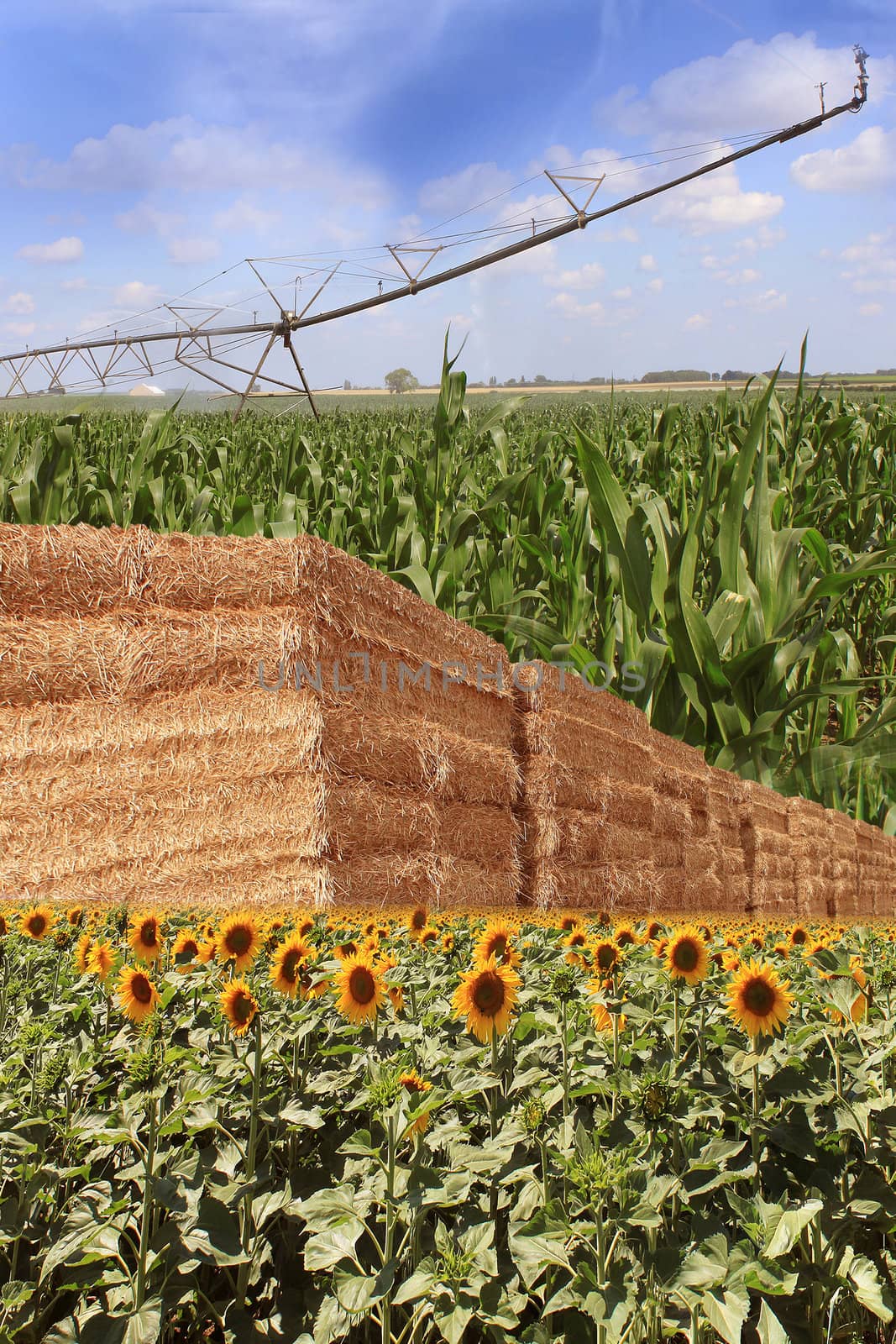 layout for organic farming with an irrigation system, bundles of straw, sunflower and corn field
