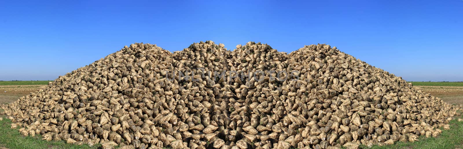 panoramic photograph of a sugar beet field