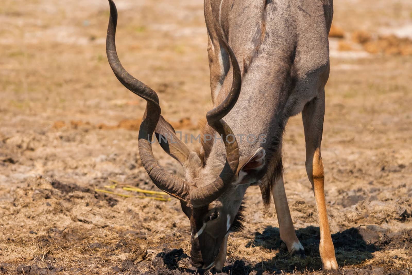 Kudu bull grazing and drinking, Chobe National Park
