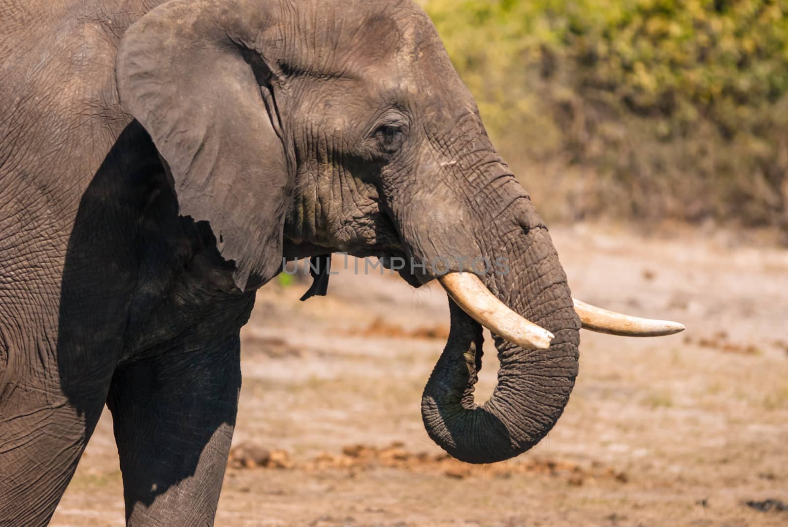 Elephant drinking by edan