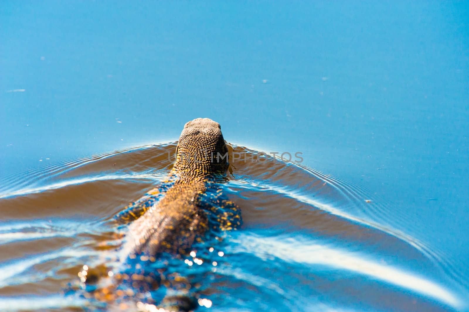 Swimming monitor lizard by edan