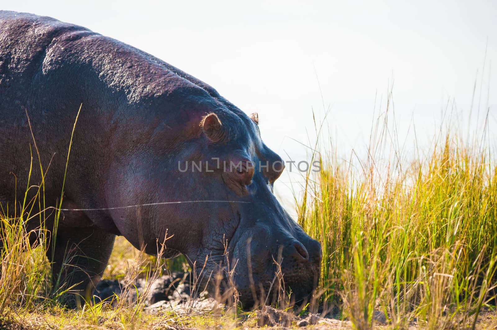 Grazing hippopotamus up close in Chobe National Park