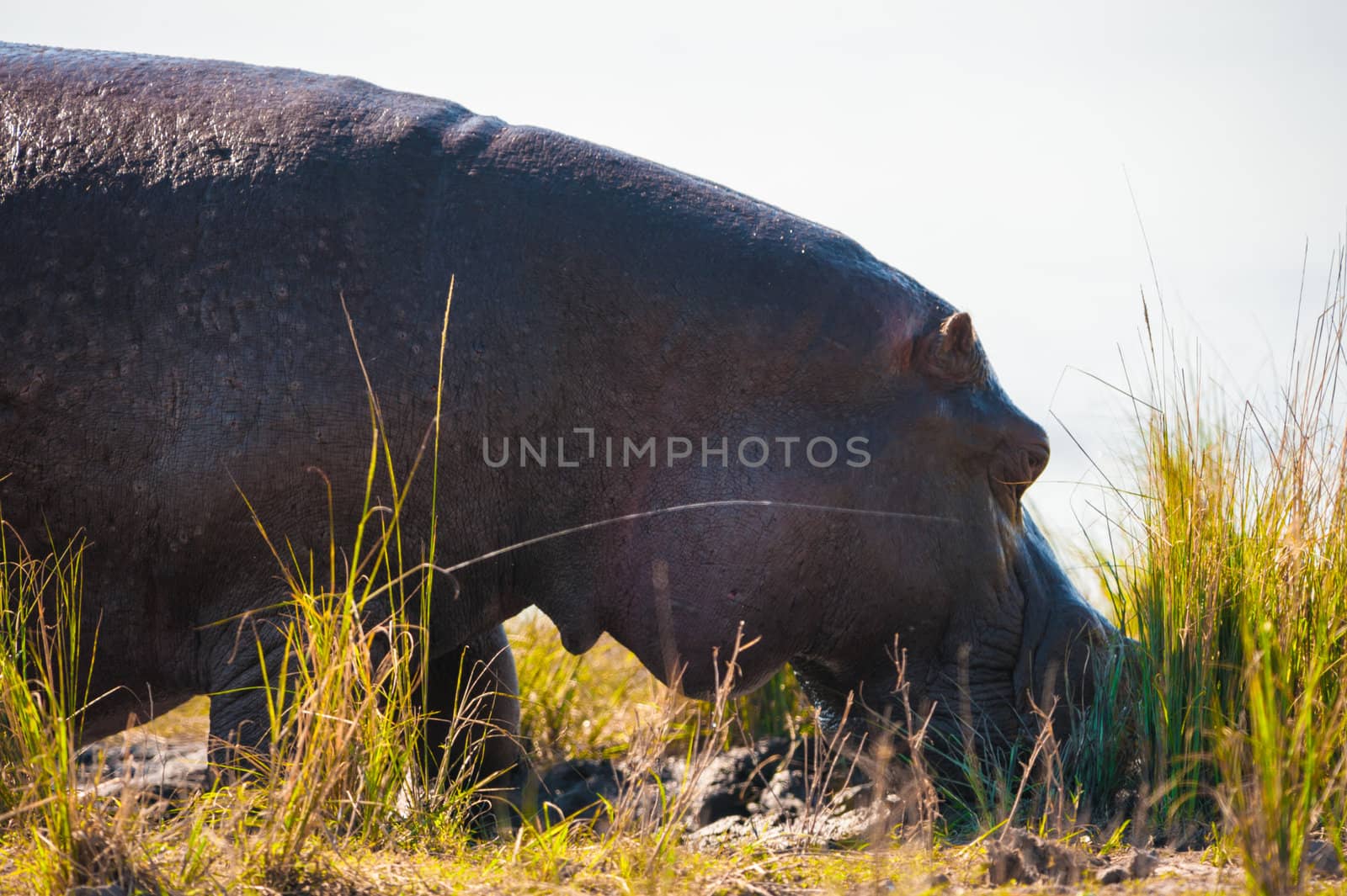 Grazing hippopotamus by edan