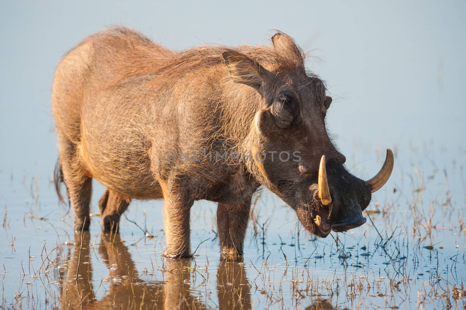 Brown hairy warthog by edan