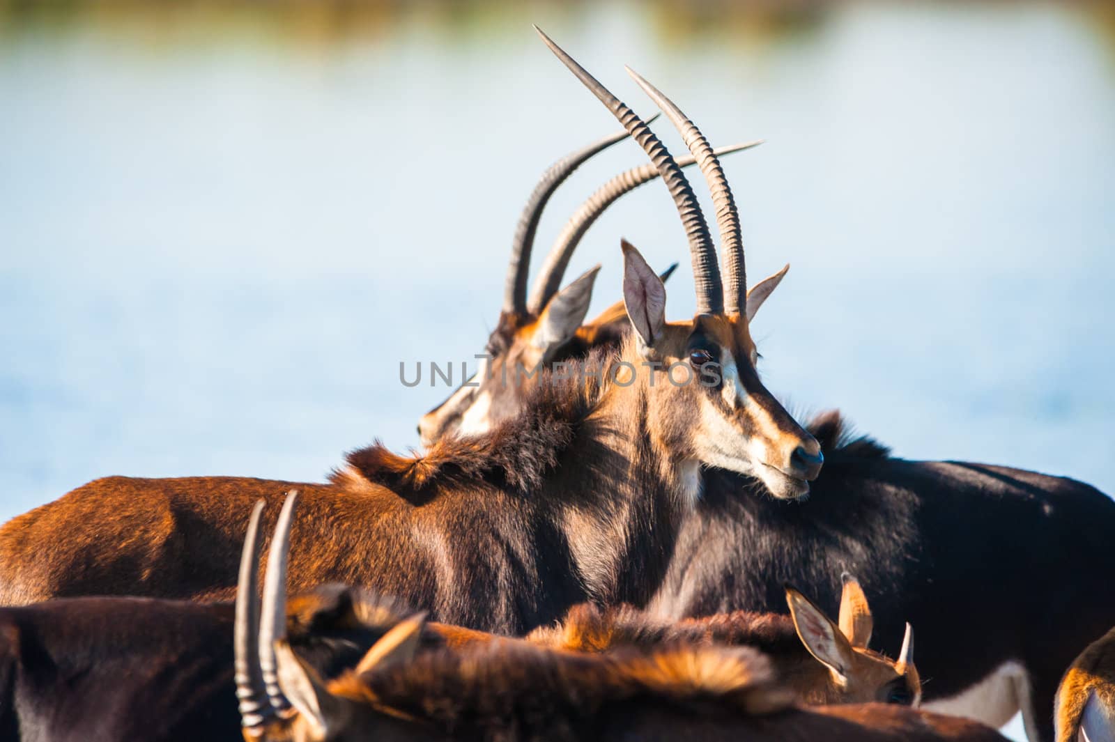 Oryx / Gemsbok (Oryx gazelle) by water, Chobe National Park