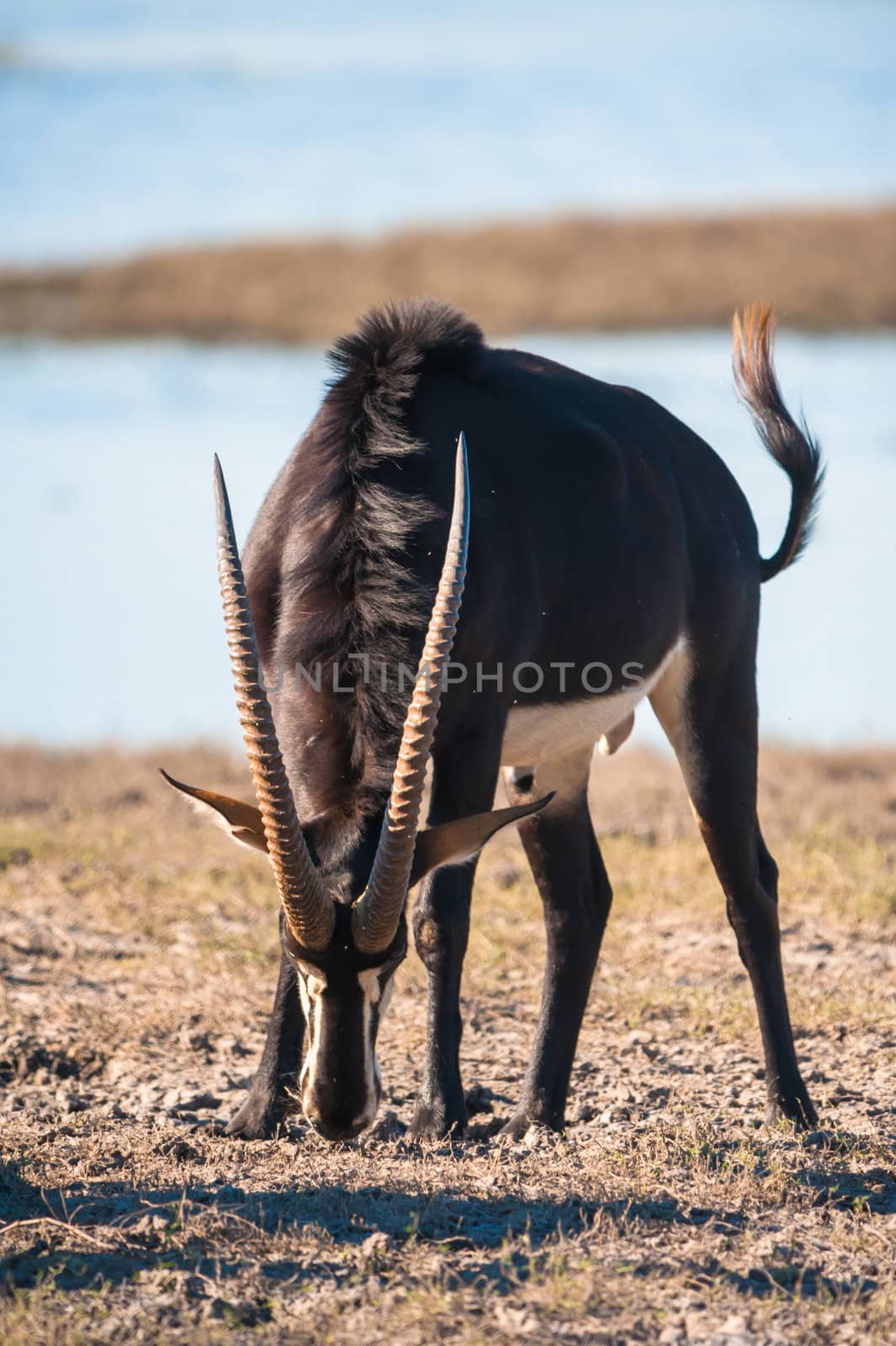 Oryx by water by edan