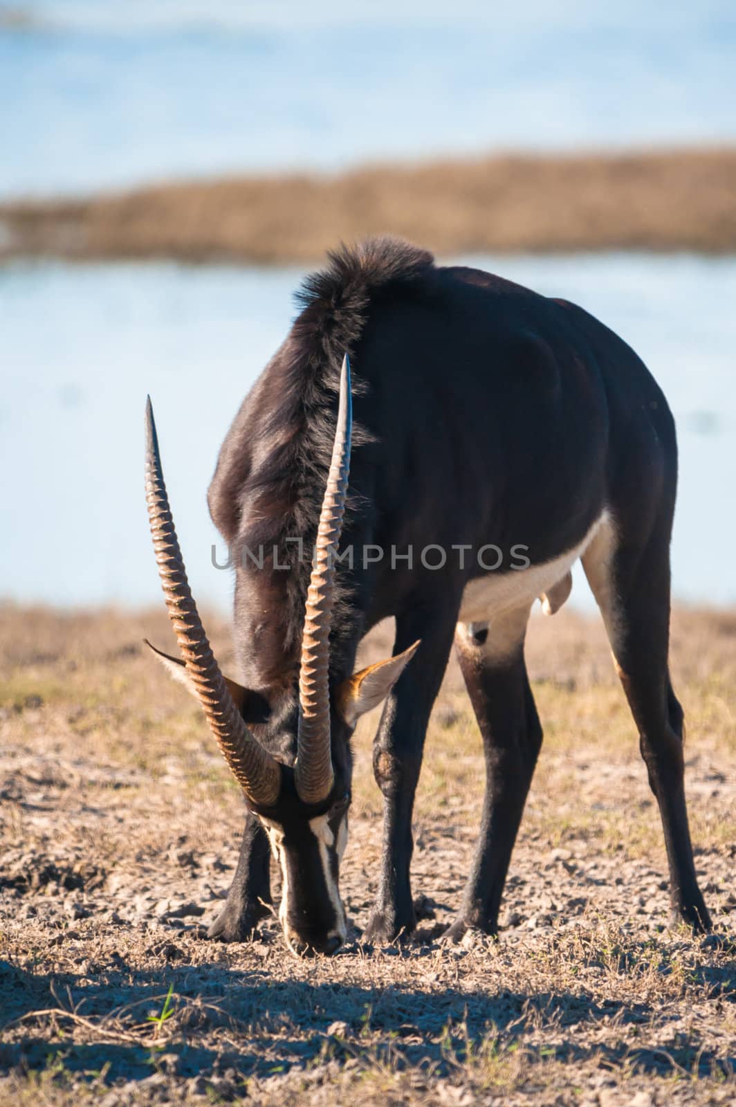 Oryx / Gemsbok (Oryx gazelle) by water, Chobe National Park