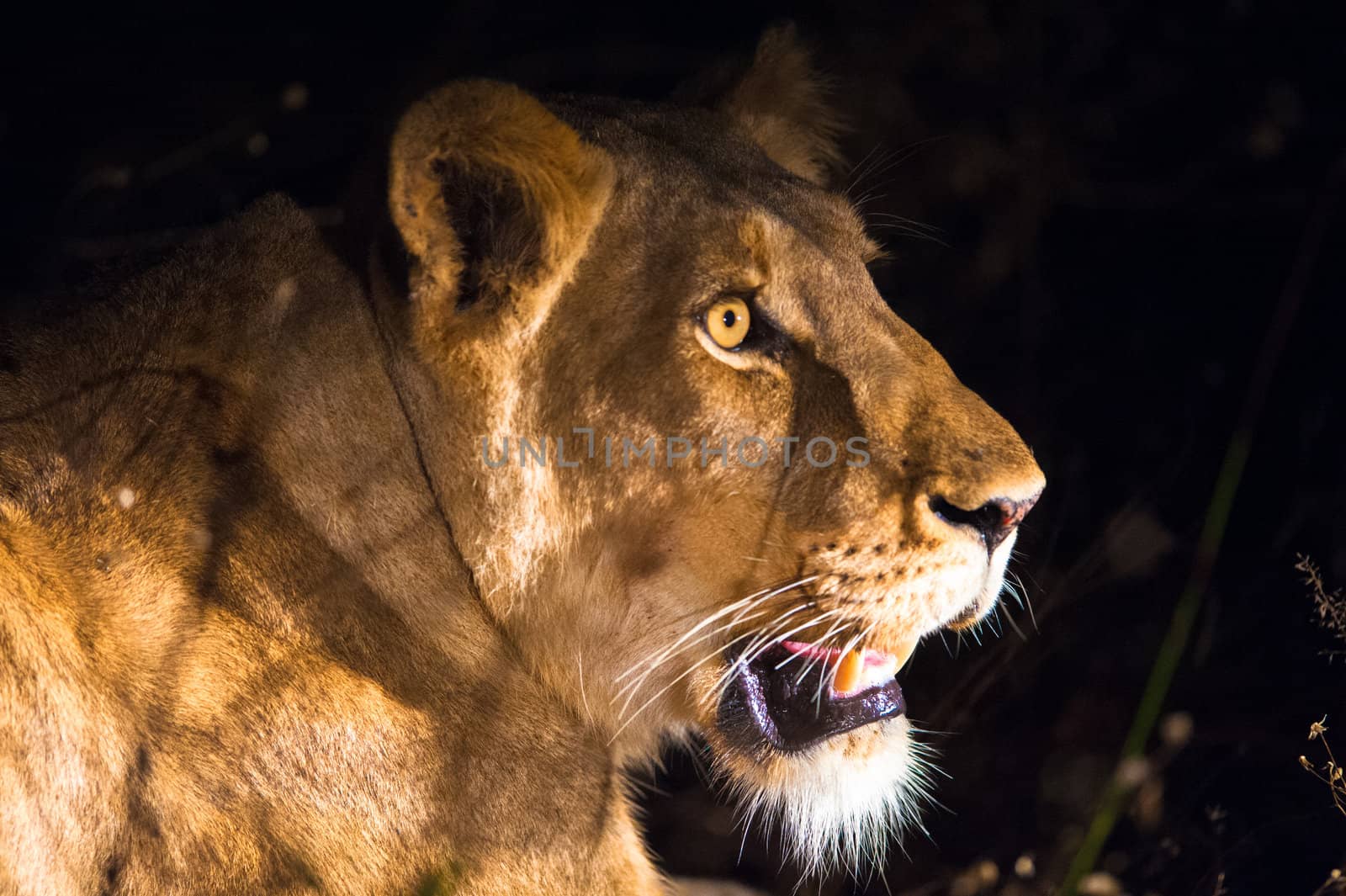 Female lion at night by edan