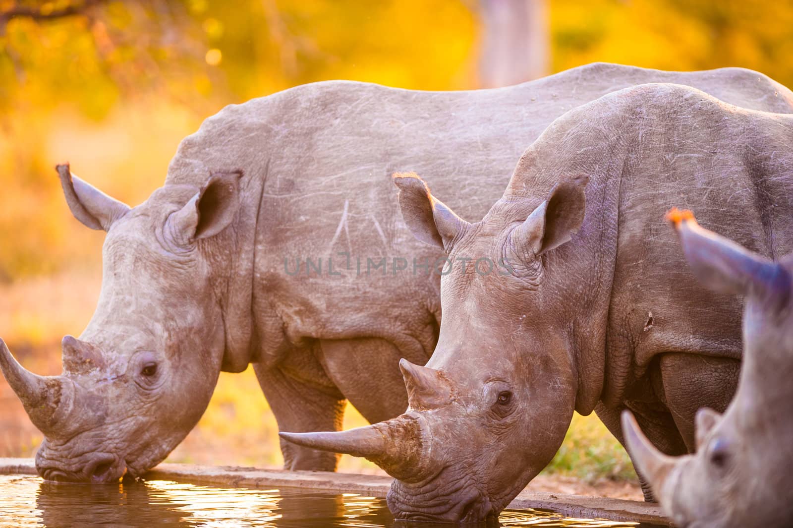 Southern white rhinoceroses (Ceratotherium simum simum) at watering hole