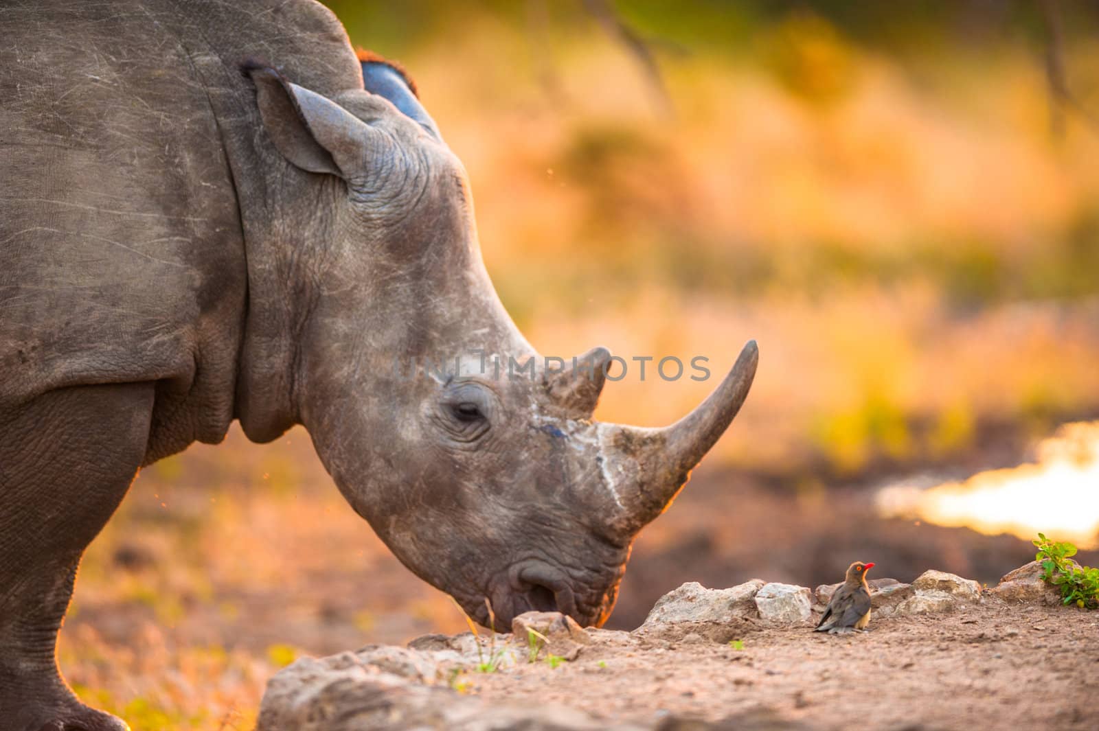 Rhinoceros and tiny bird near Kruger National Park