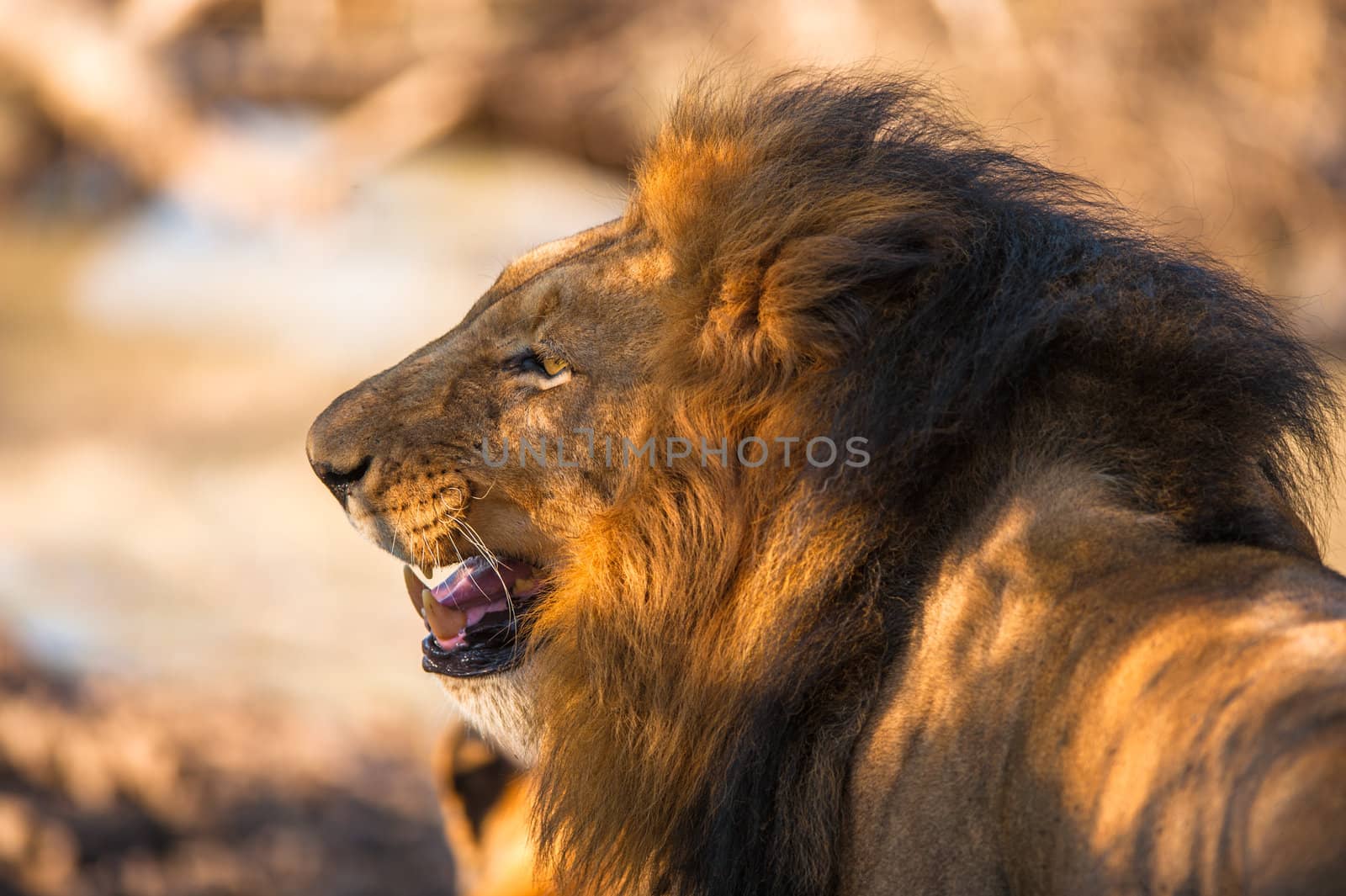 Older male lion by edan