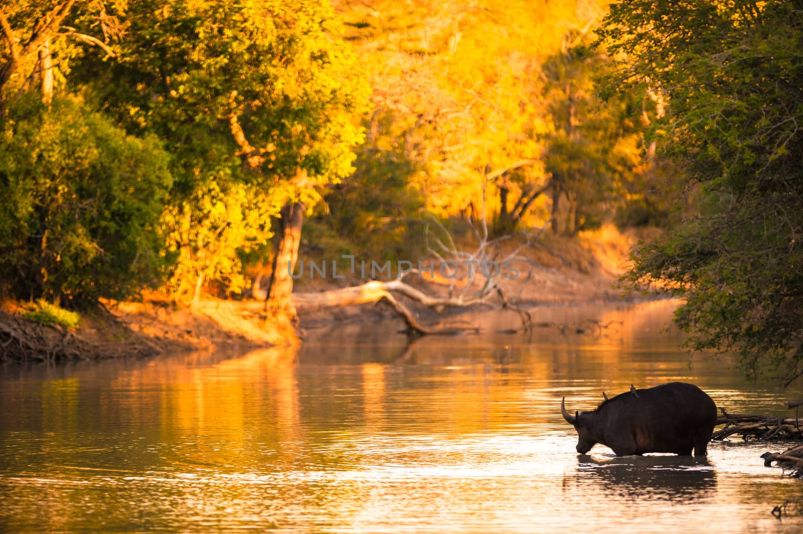 Cape buffalo (Syncerus caffer) drinking from river