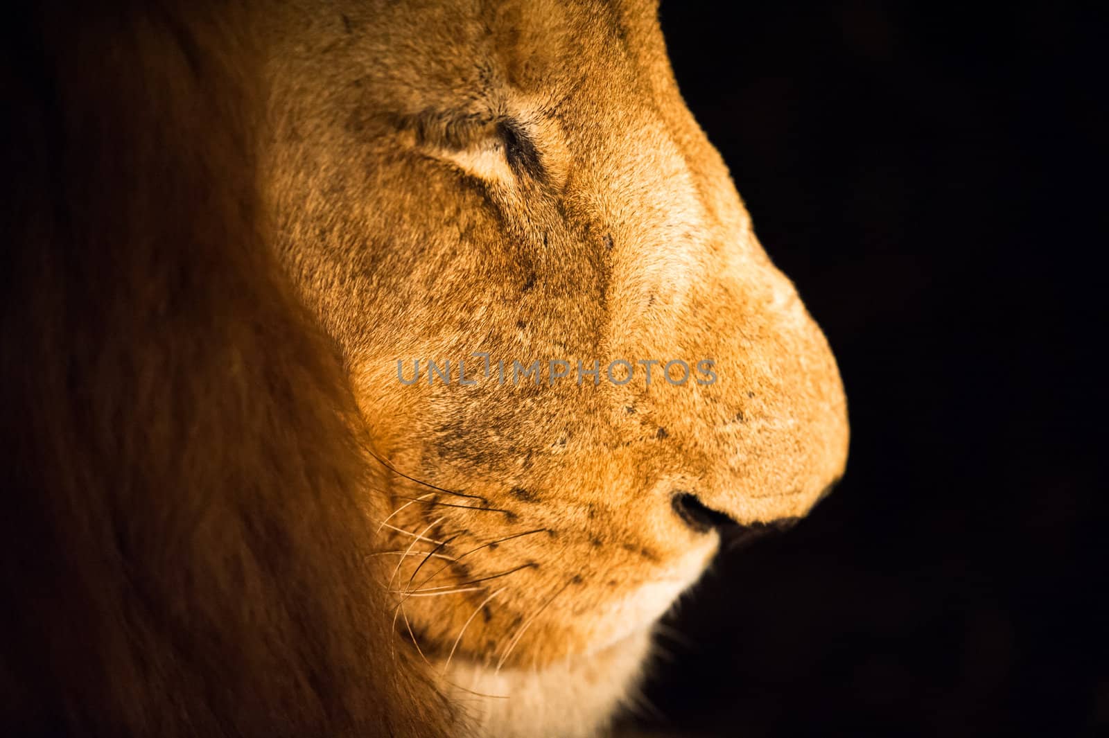 Male lion close up by edan