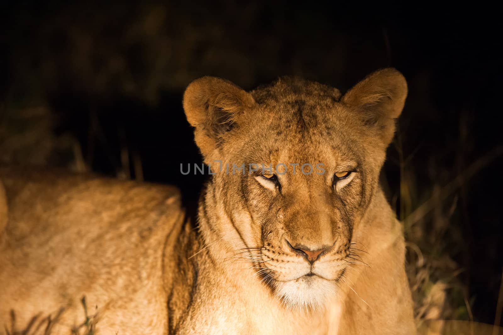 Female lion up close at night, Kruger National Park