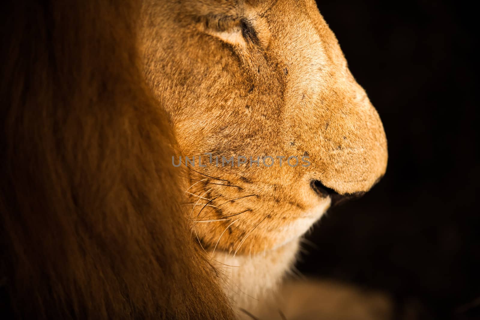 Male lion face close up at night