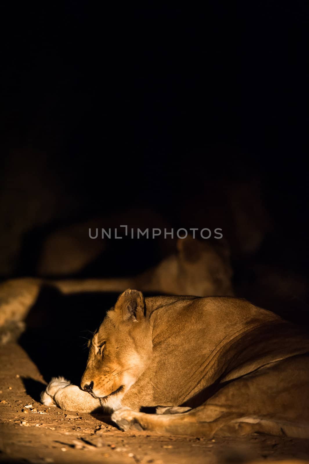 Lions at night by edan