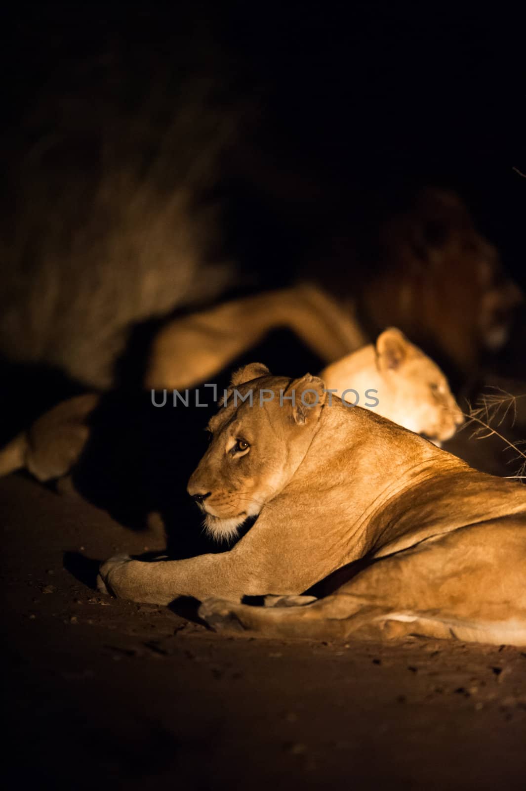 Lions (Leo panthera) at night, Kruger National Park