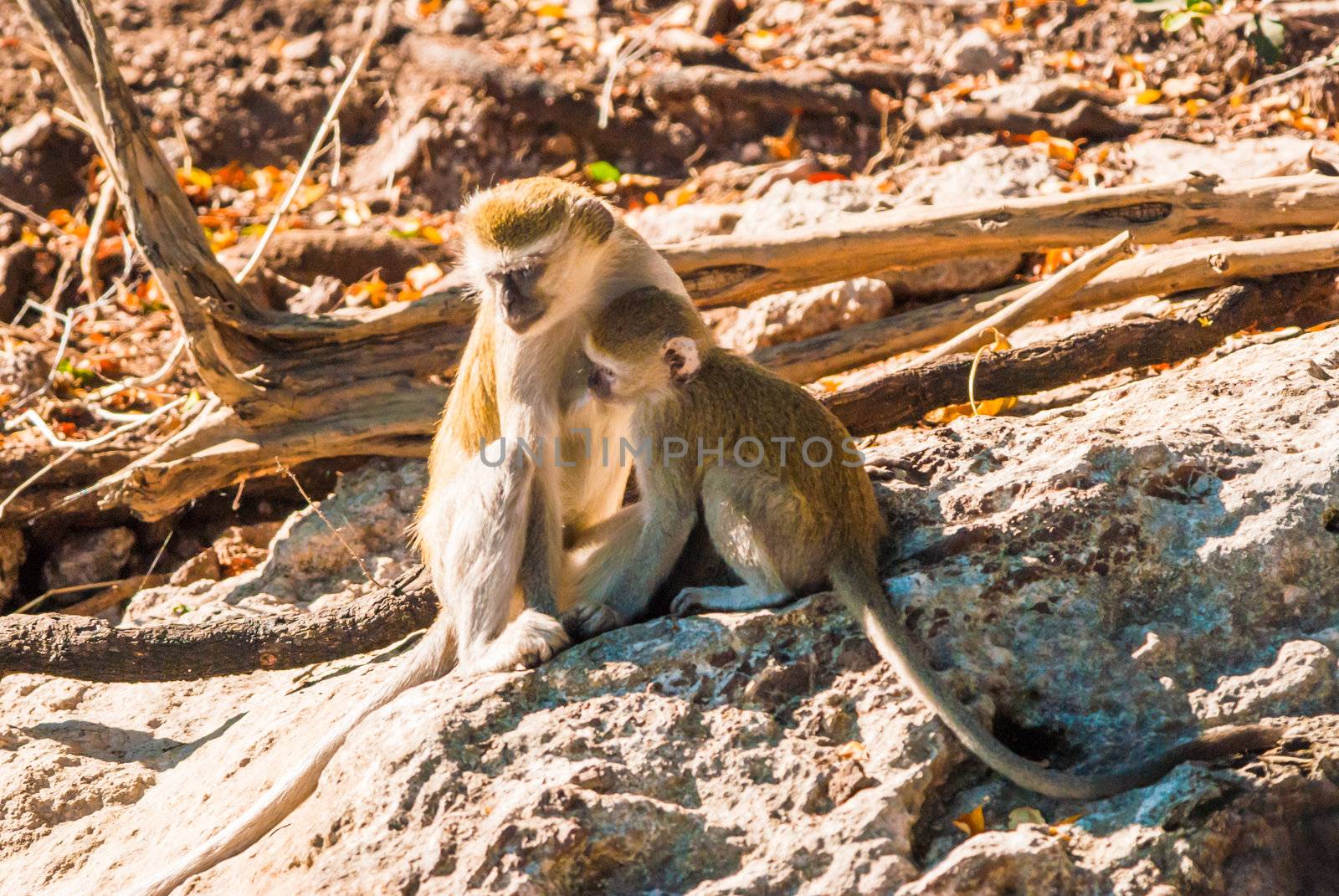 Vervet monkeys by edan