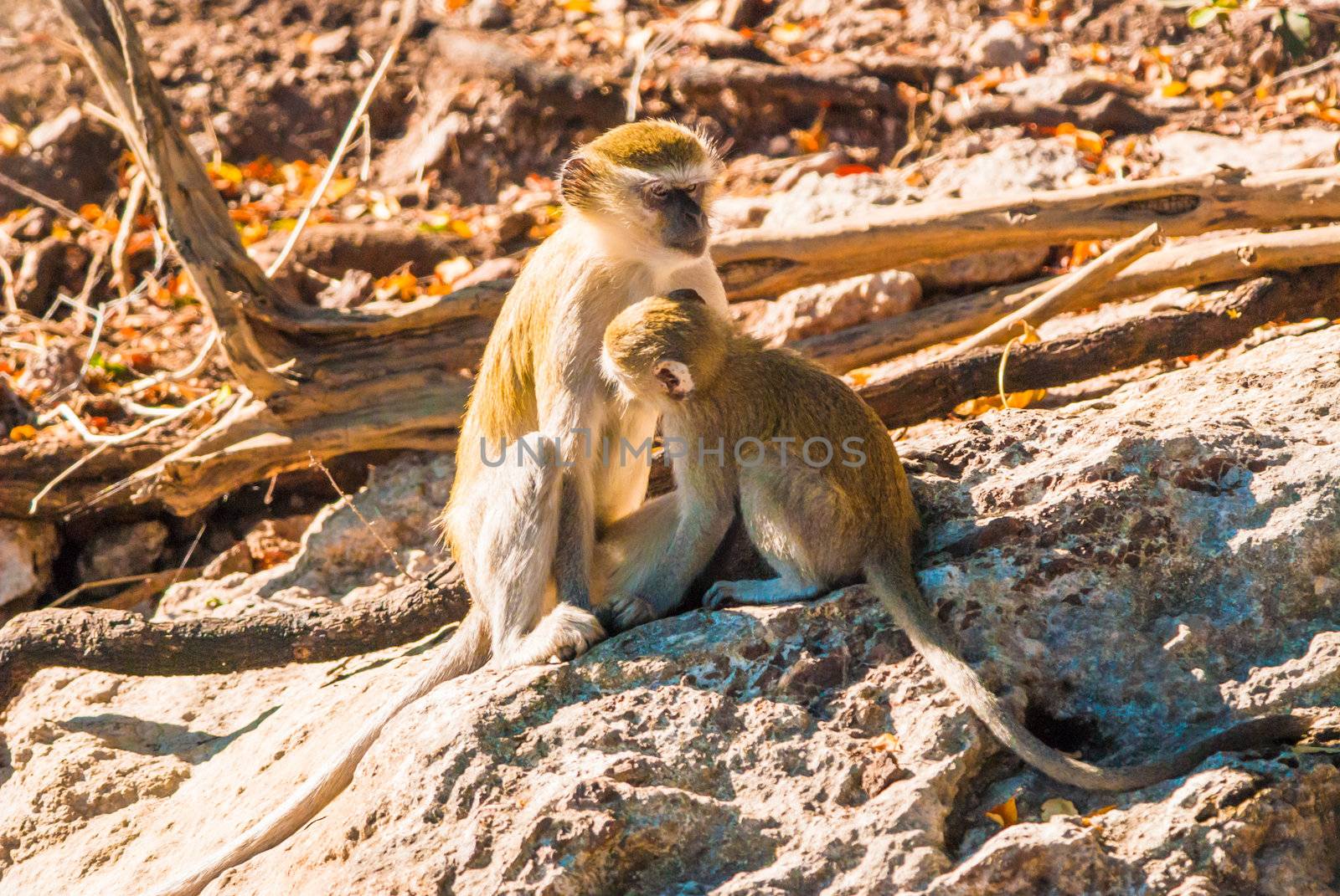 Vervet monkeys and branches, Chobe National Park