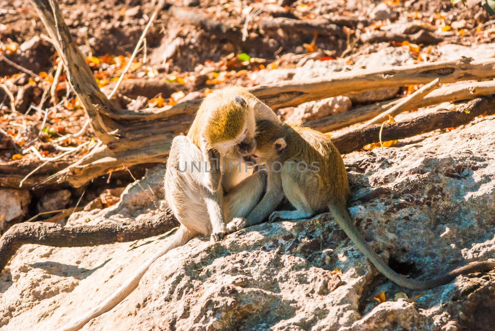 Vervet monkeys by edan