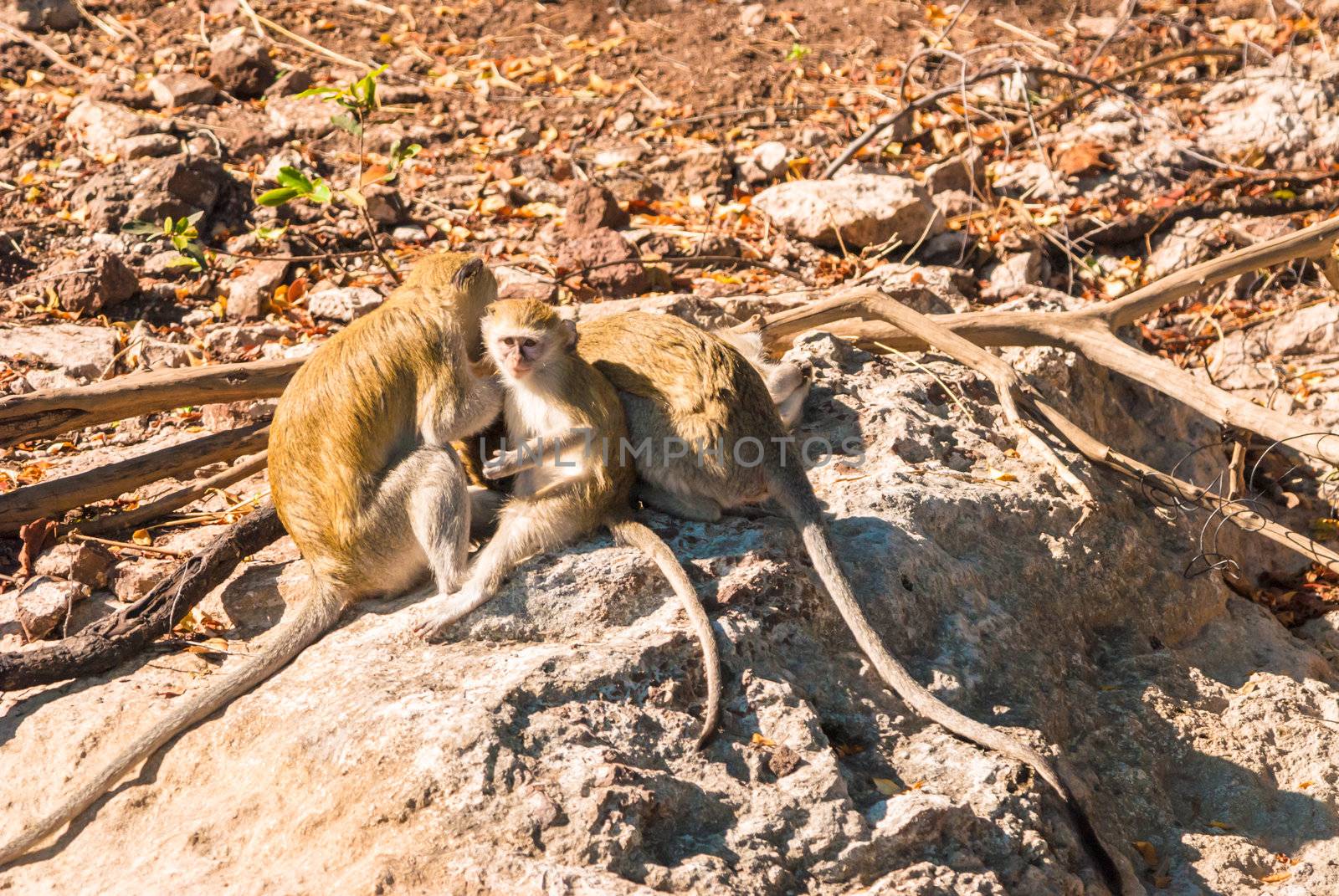 Vervet monkeys (Cercopithecus aethiops), Chobe National Park