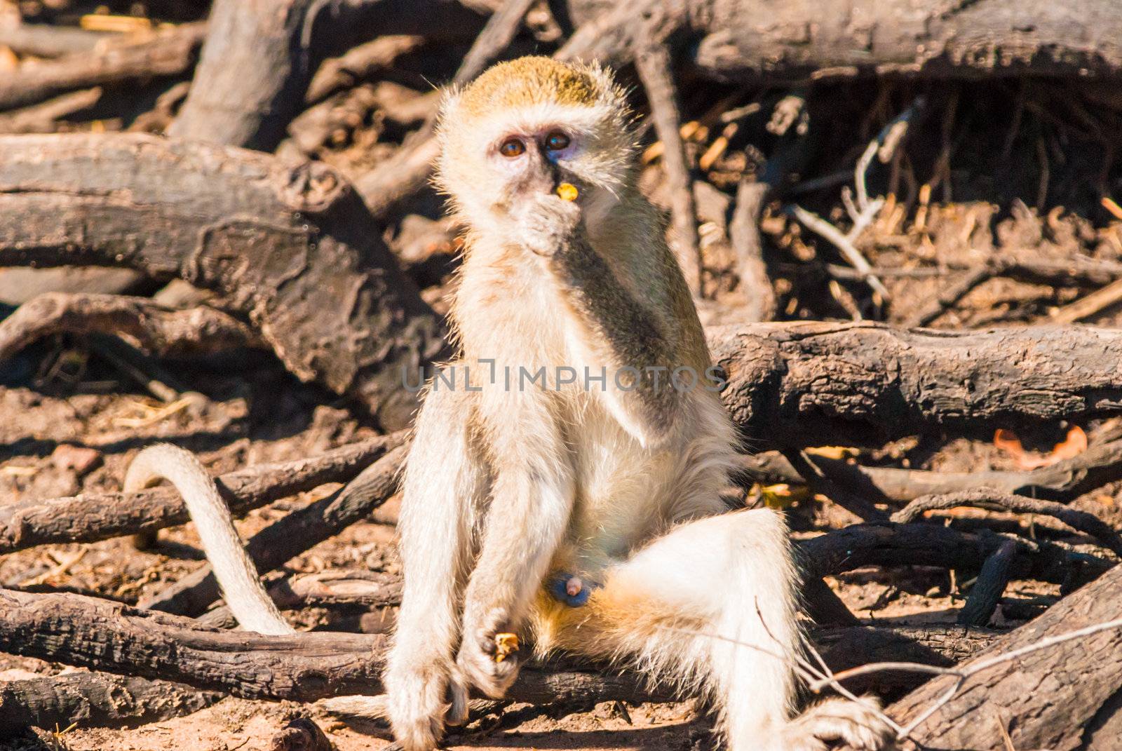 Vervet monkeys and branches, Chobe National Park