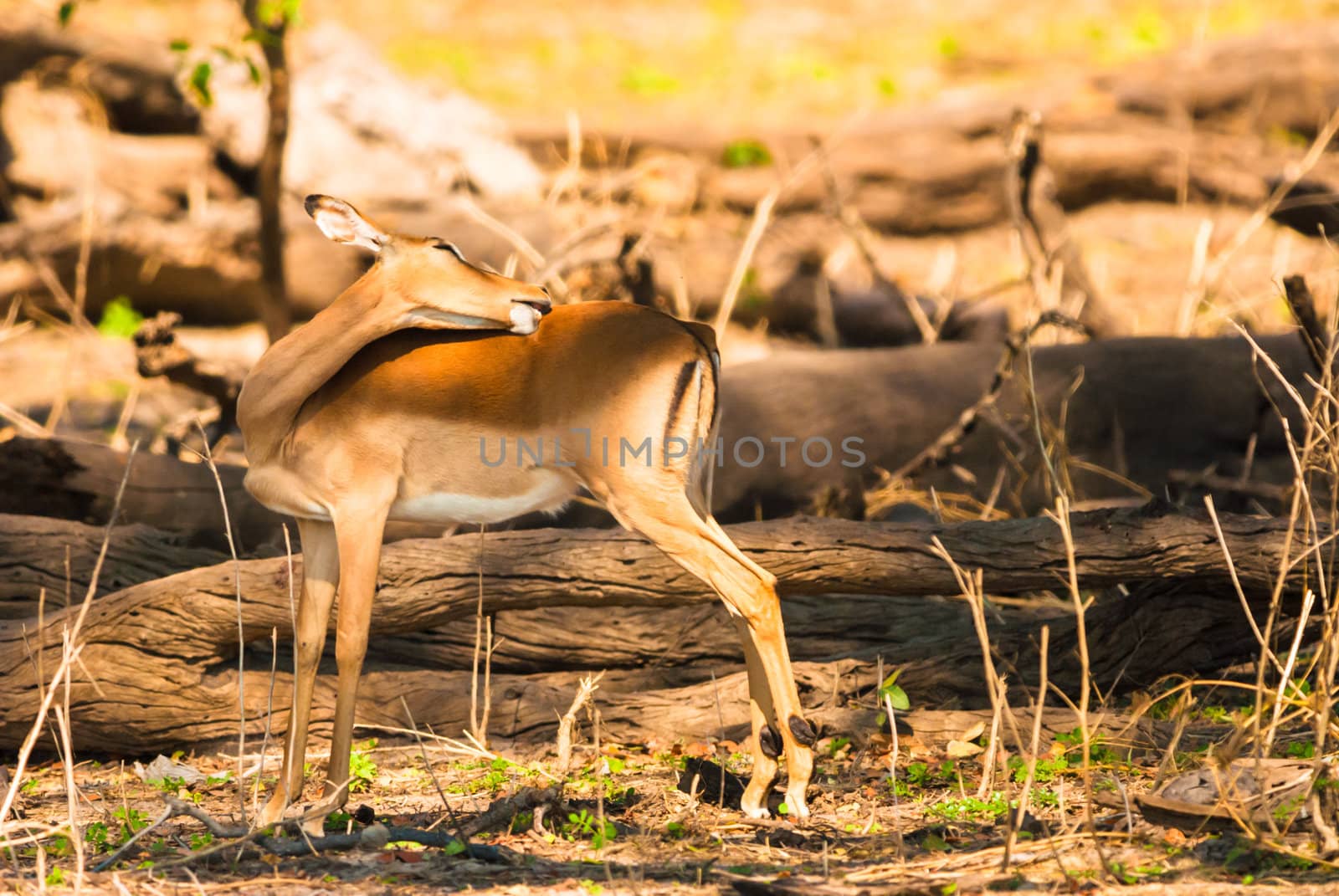 Impala ewe (Aepyceros melampus), Chobe National Park