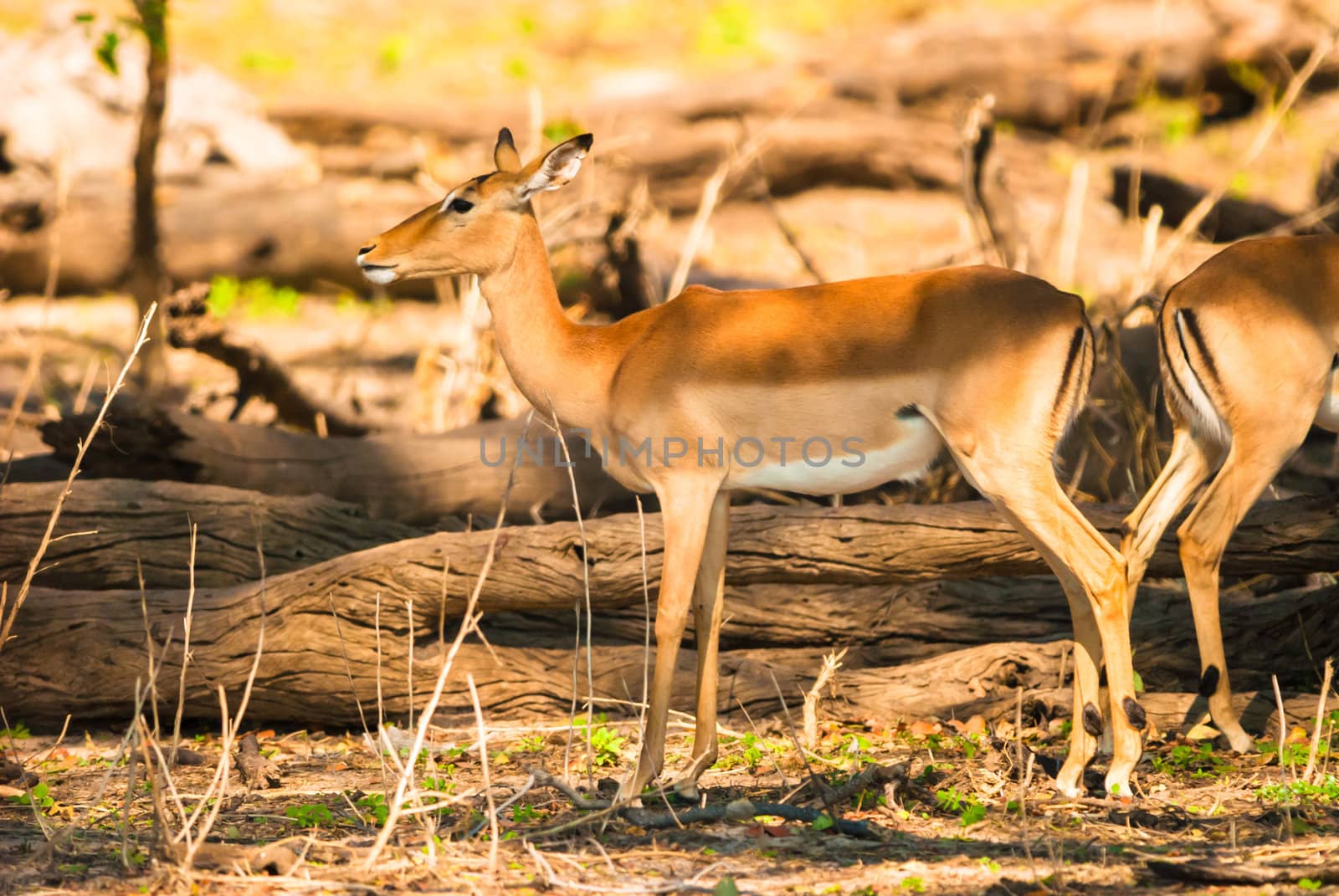 Impala ewe (Aepyceros melampus), Chobe National Park