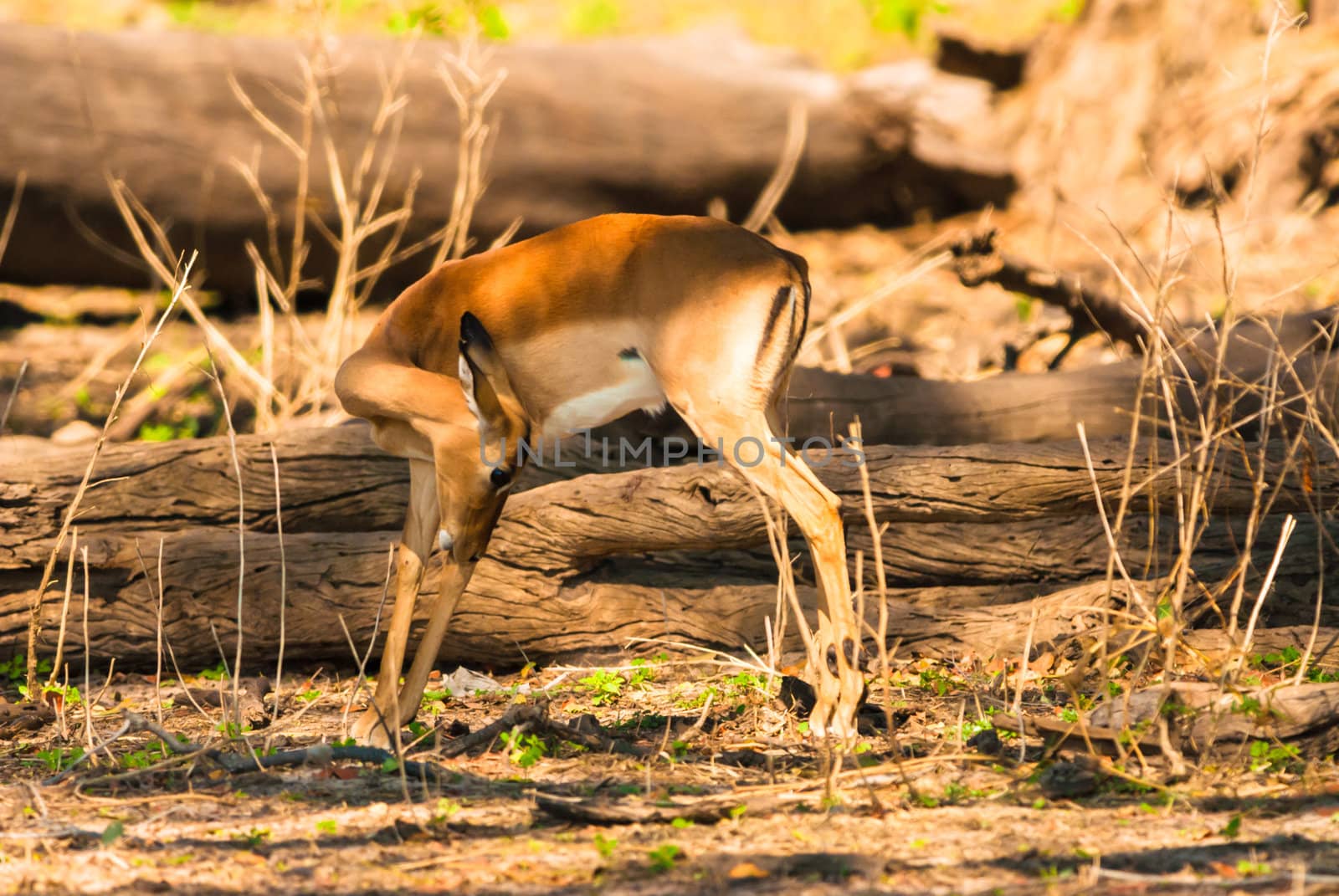 Impala ewe (Aepyceros melampus), Chobe National Park