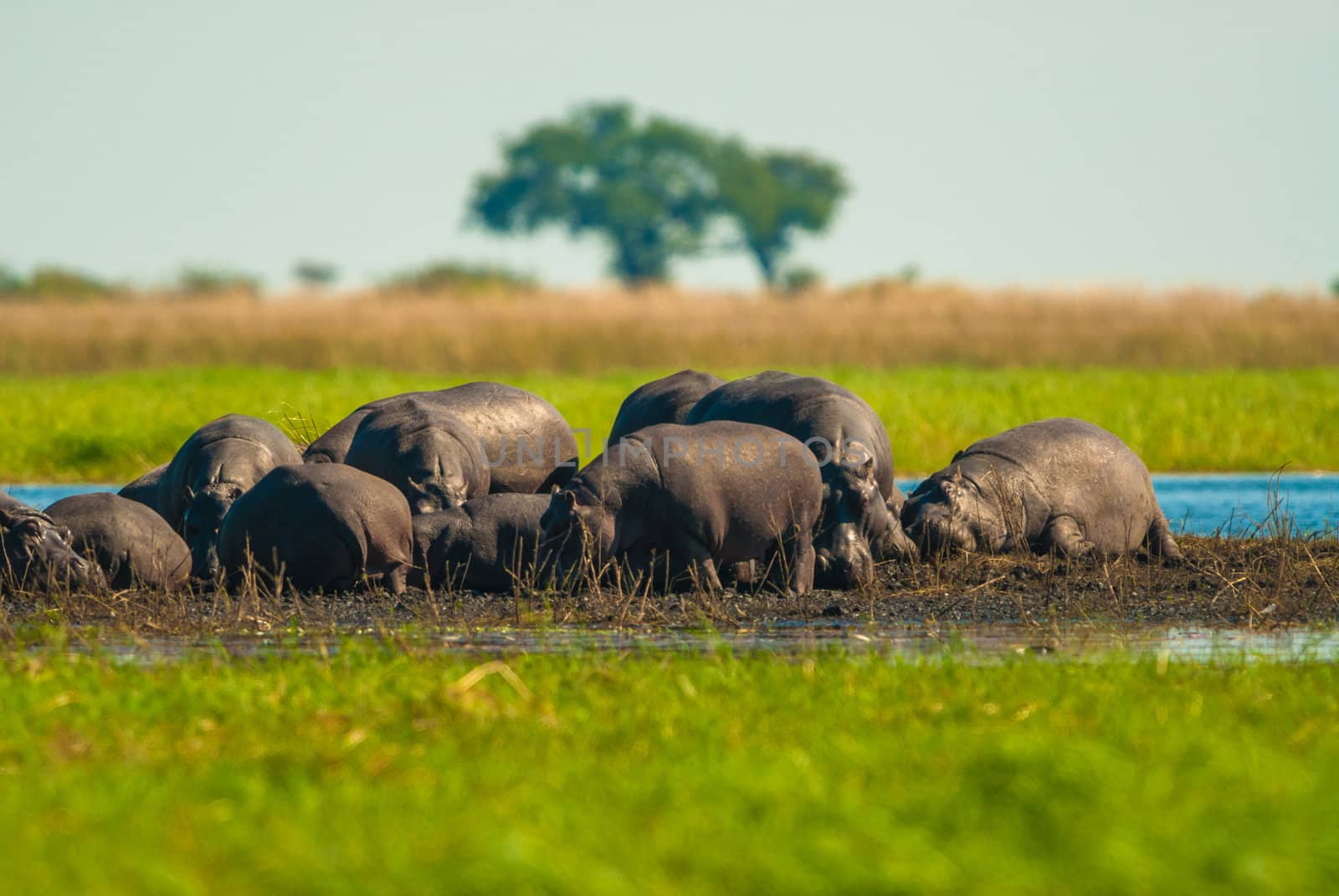 Large group of hippos in the mud by edan