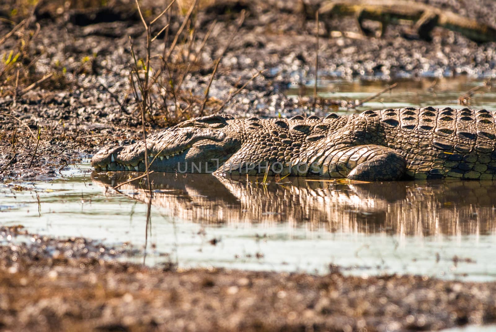 Crocodile sleeping in the mud, Chobe National Park