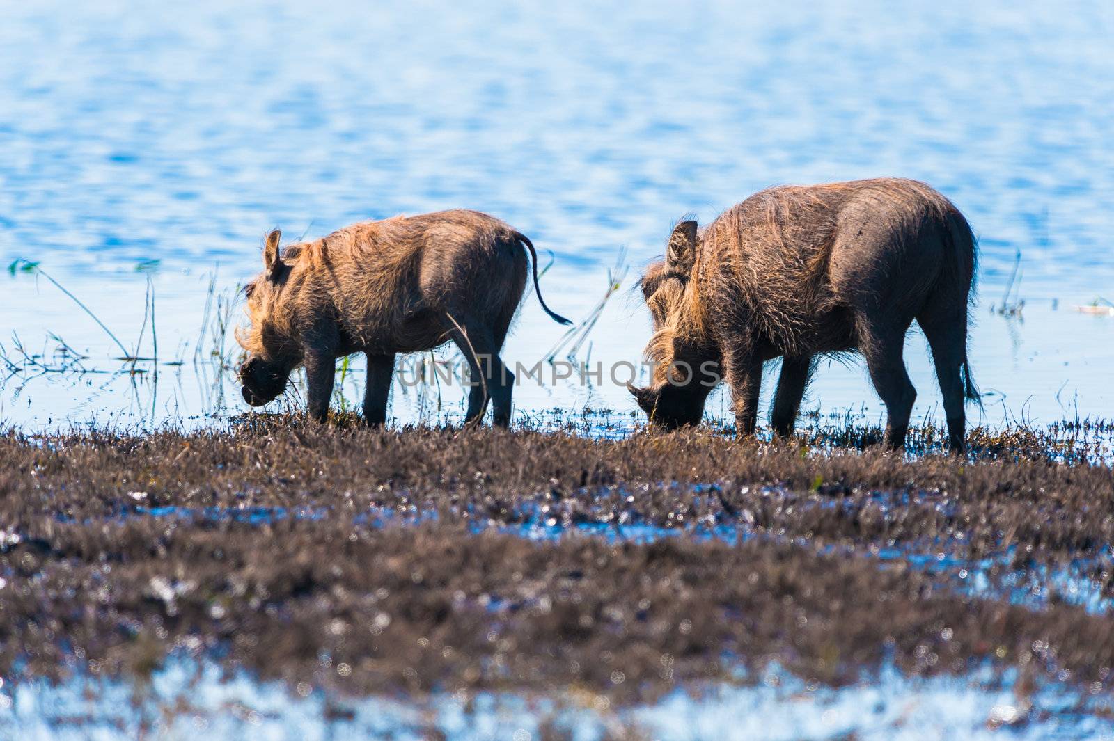 Two warthogs drinking by edan