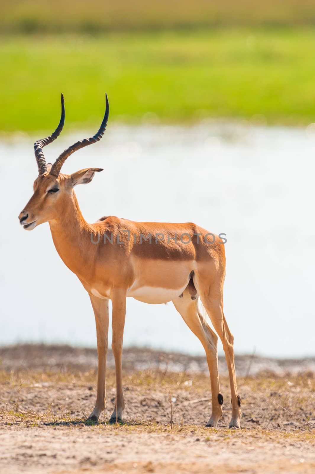 Impala (Aepyceros melampus) in
Chobe National Park, Botswana
