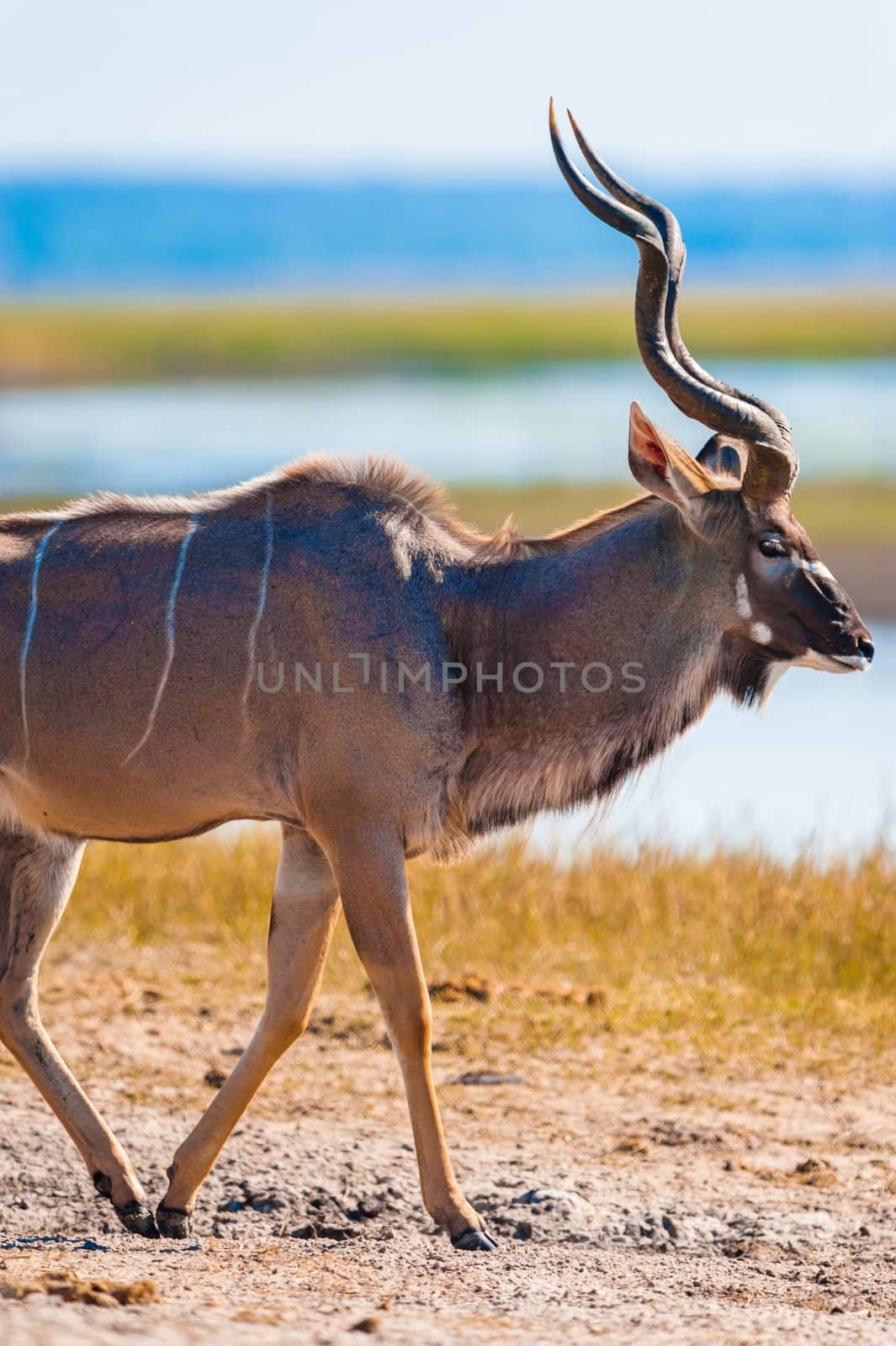 Kudu bull by edan