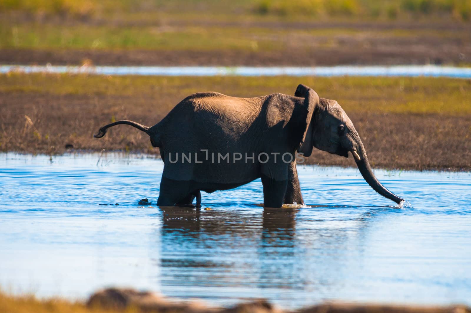 Baby elephant (Loxodonta africana), Chobe National Park