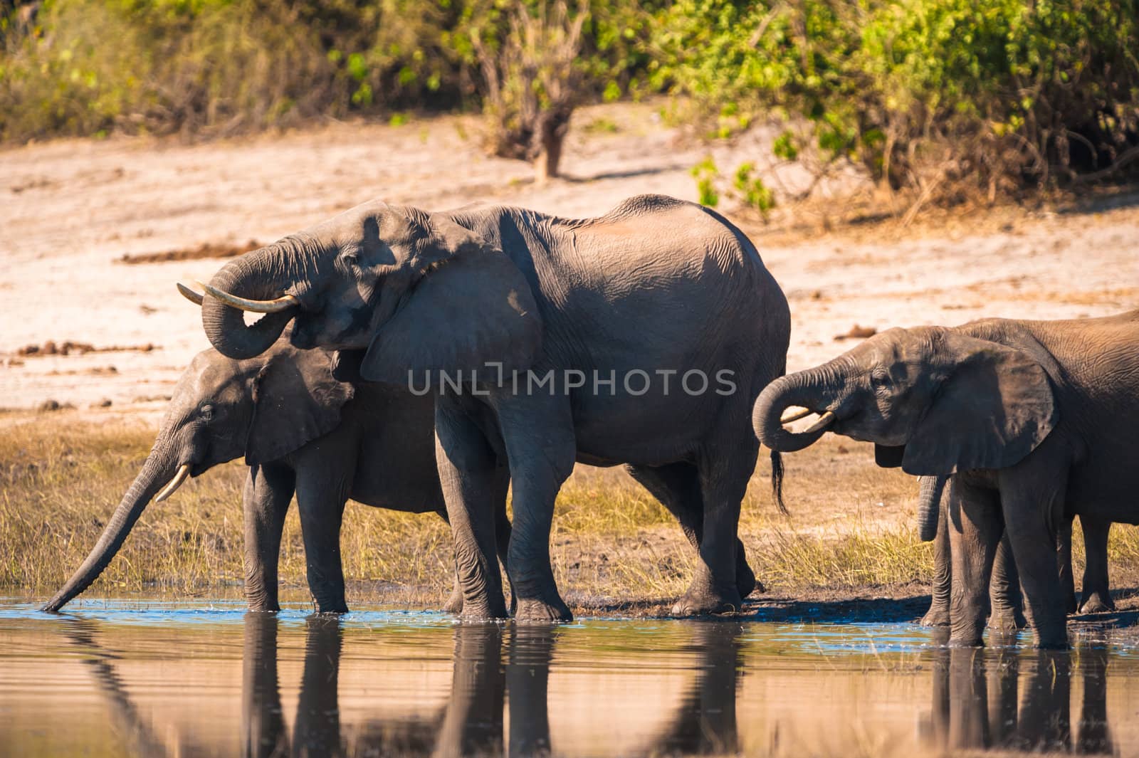 Group of African bush elephants (Loxodonta africana) drinking