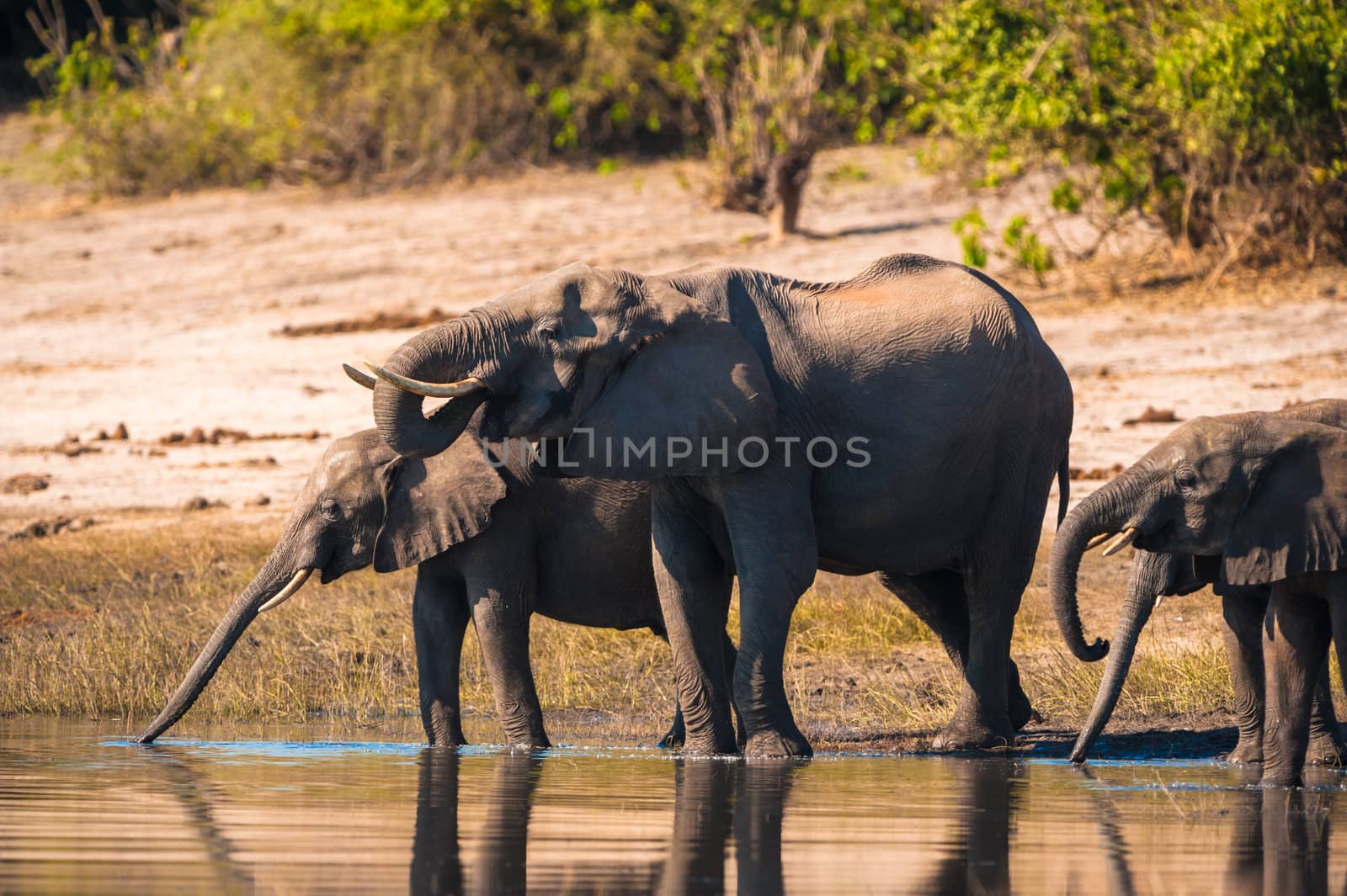 Group of African bush elephants (Loxodonta africana) drinking