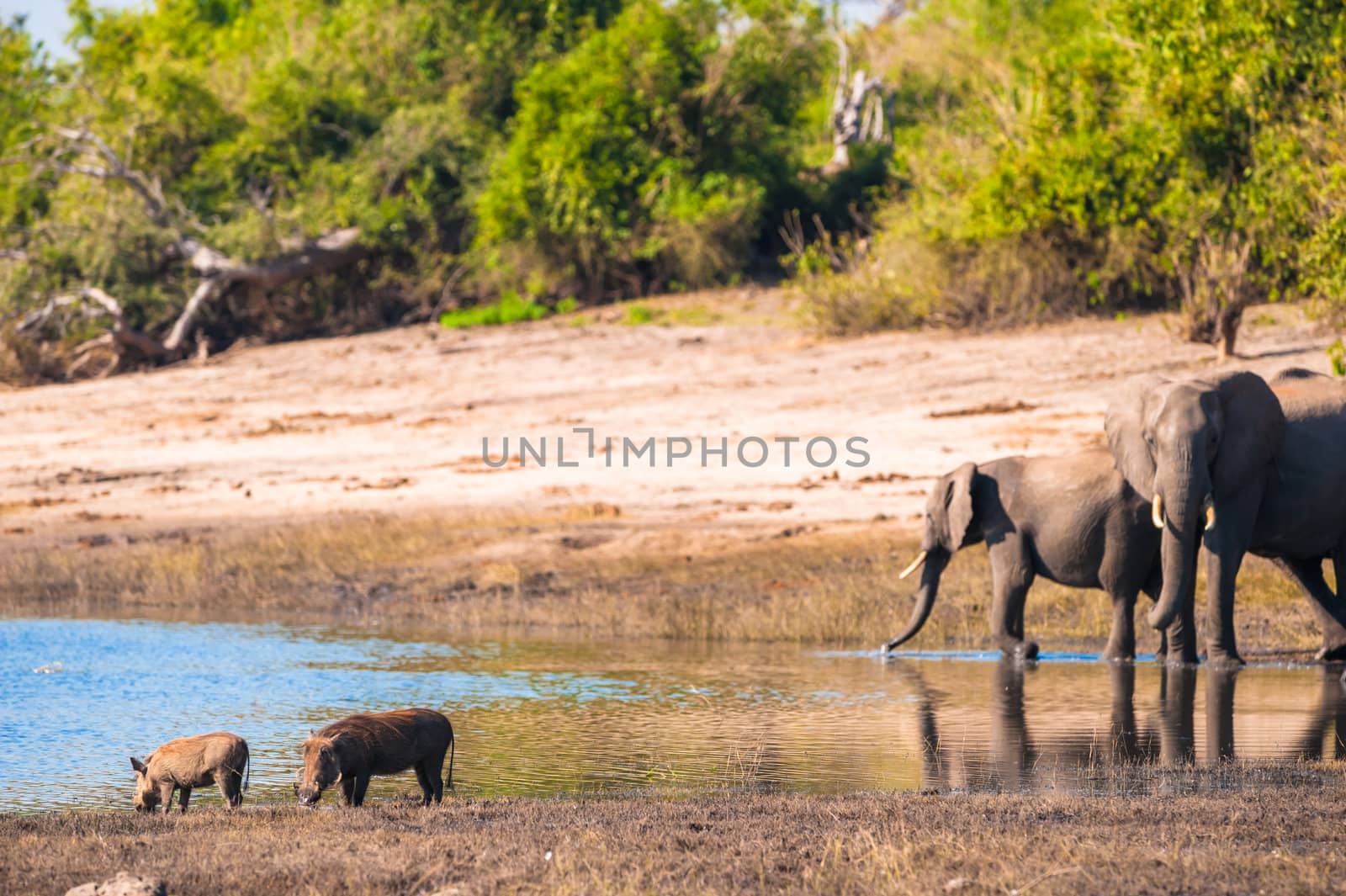 Group of African bush elephants (Loxodonta africana) and warthog