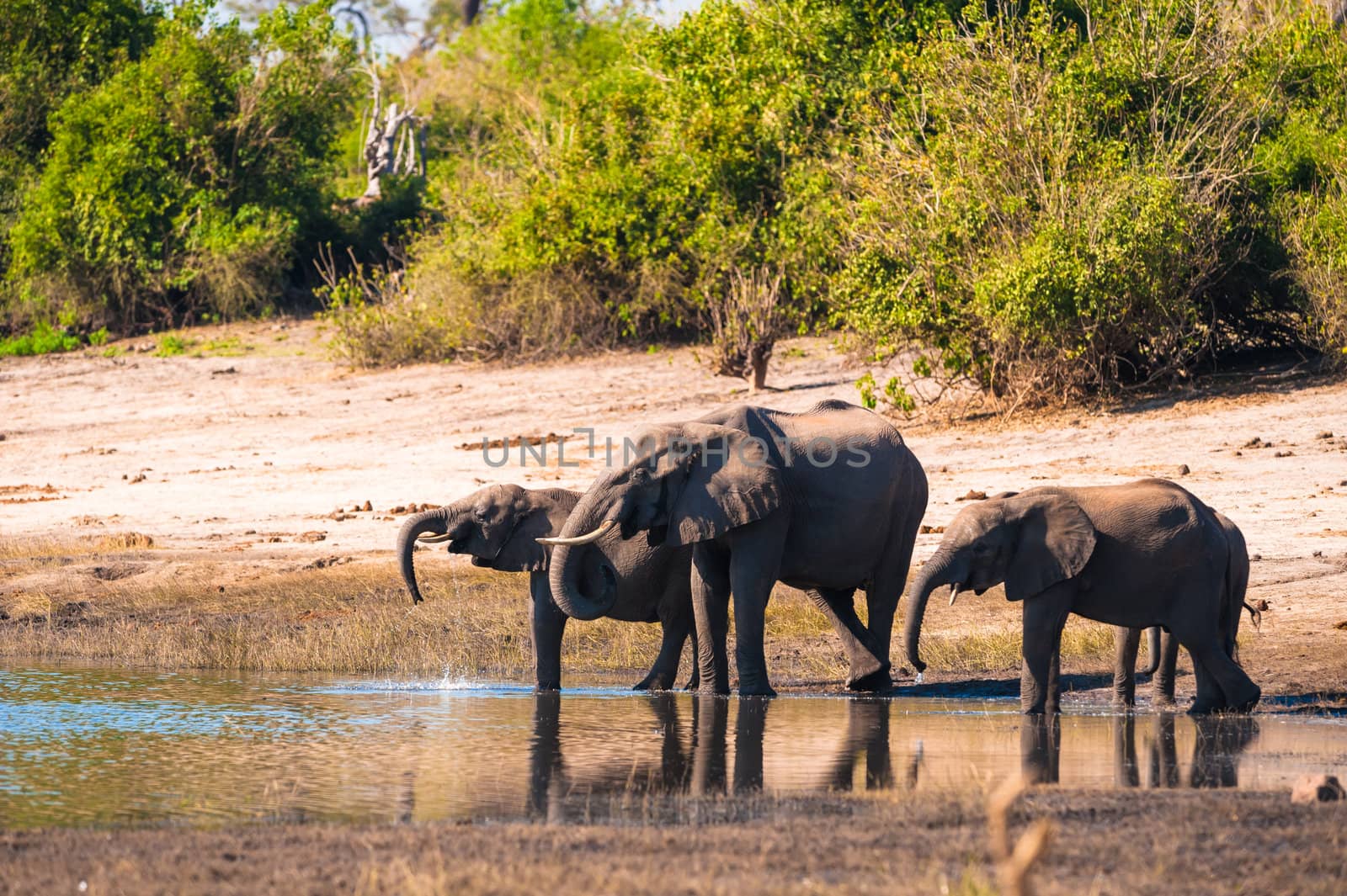 Group of elephants drinking by edan