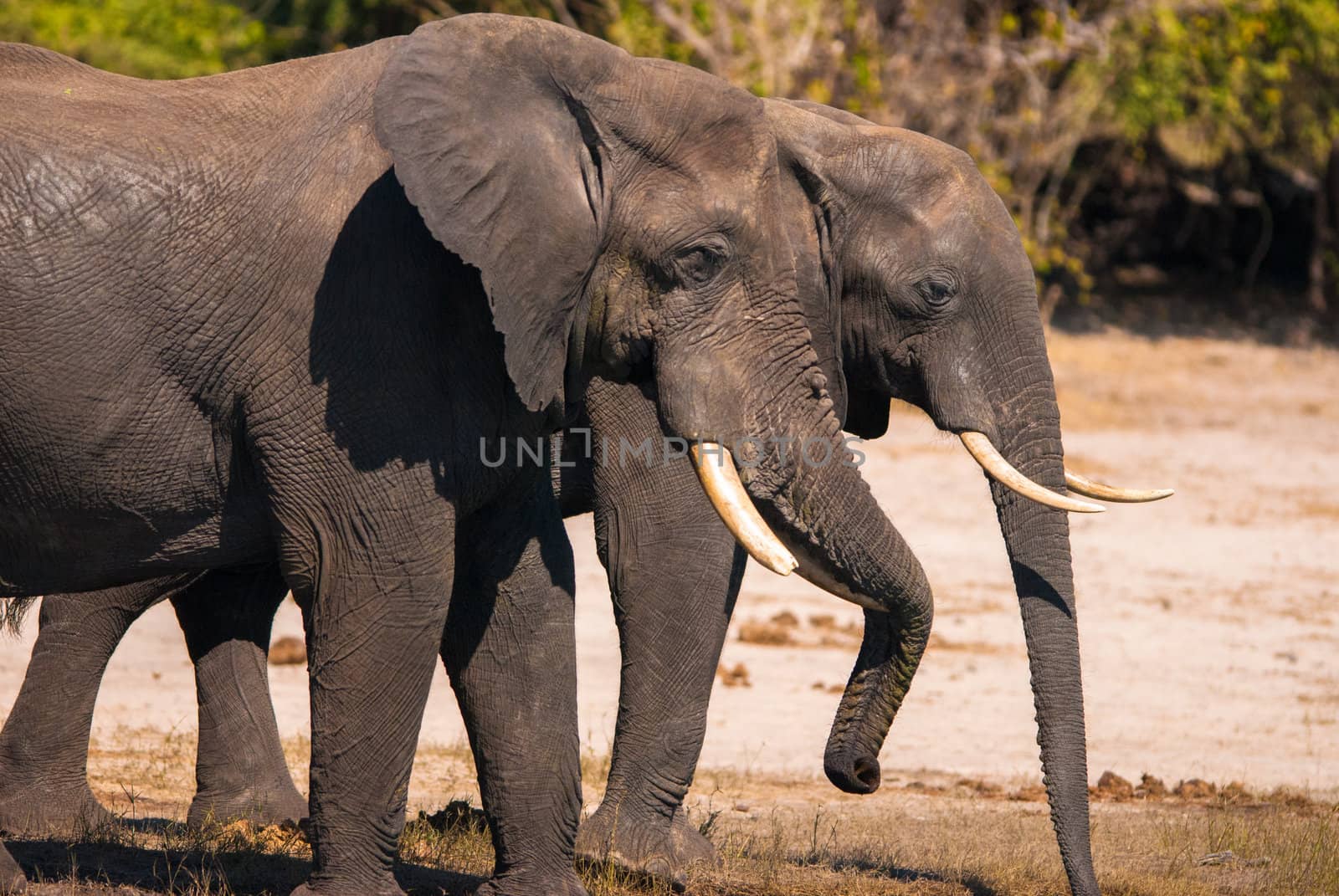 African bush elephant (Loxodonta africana) drinking, Chobe National Park
