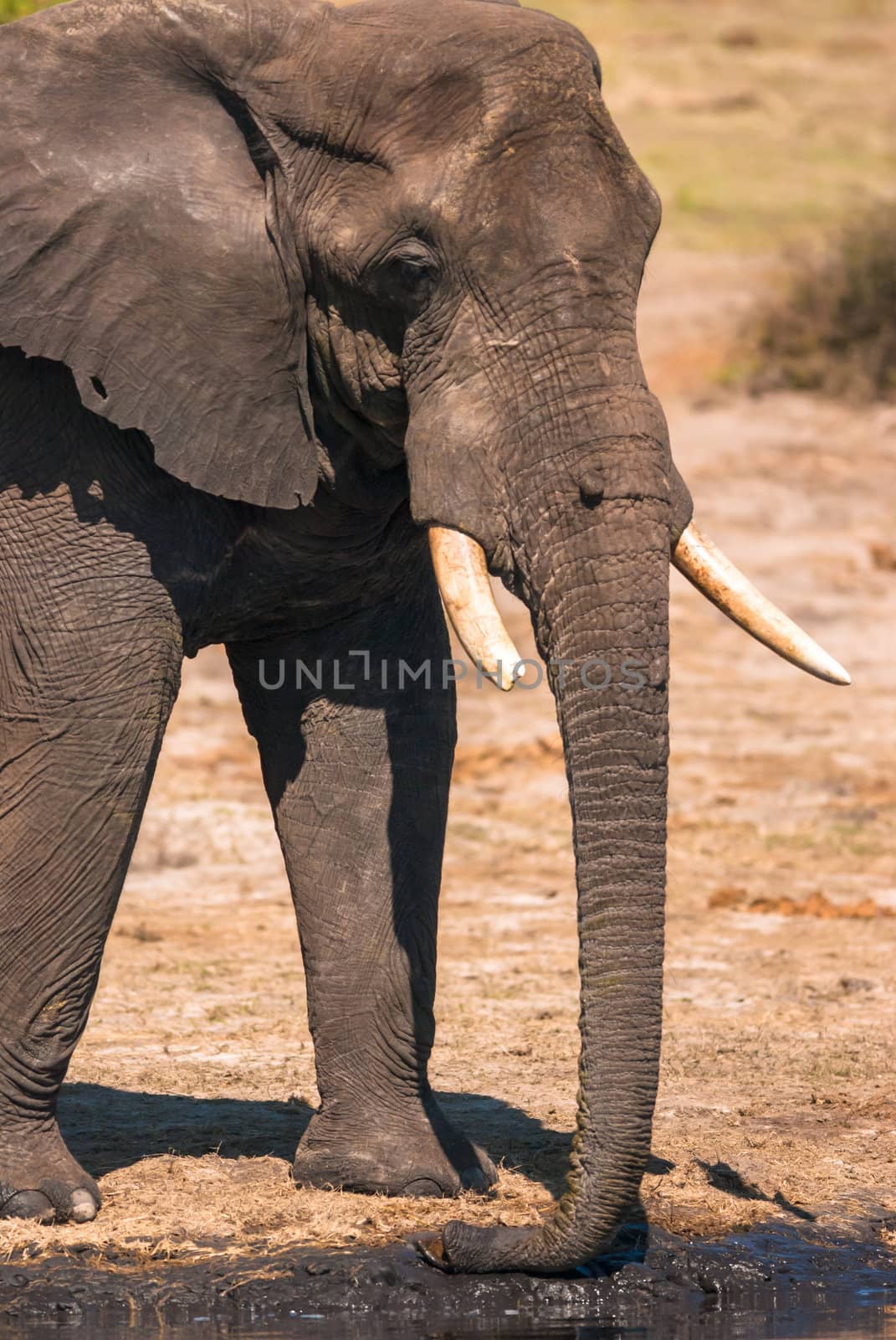 Elephant drinking by edan