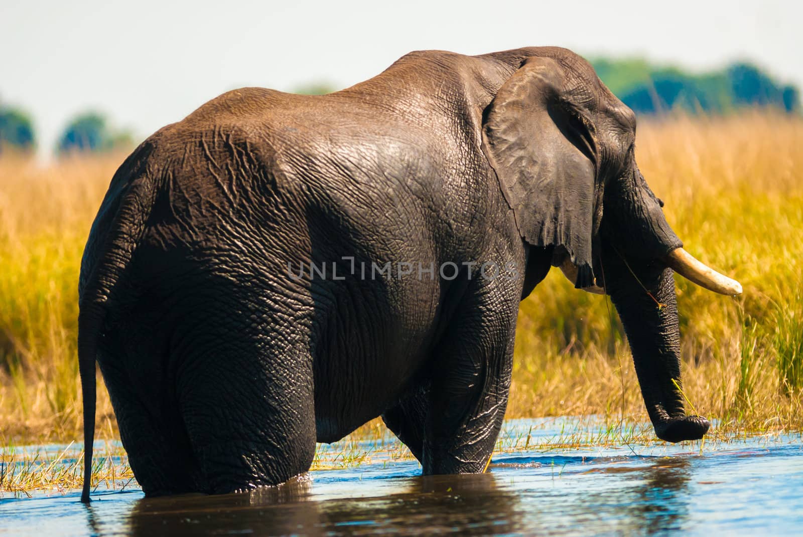 African bush elephant (Loxodonta africana) crossing river
