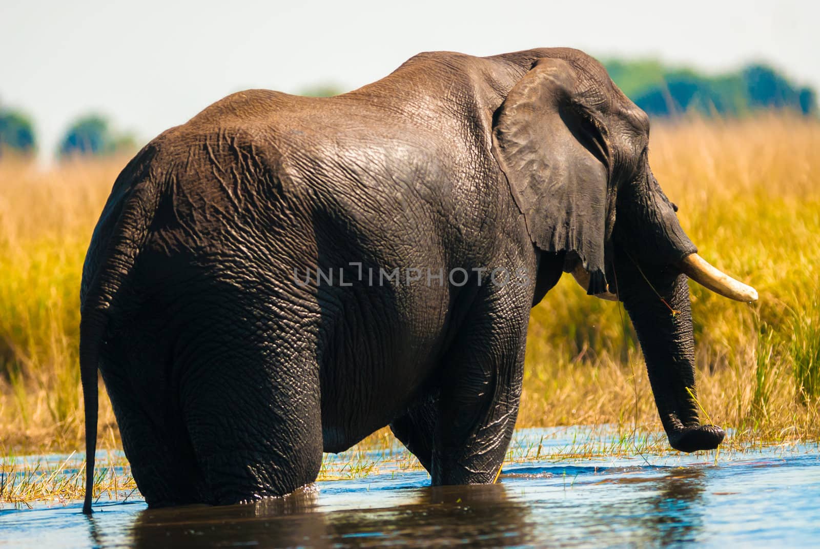 African bush elephant crossing river by edan