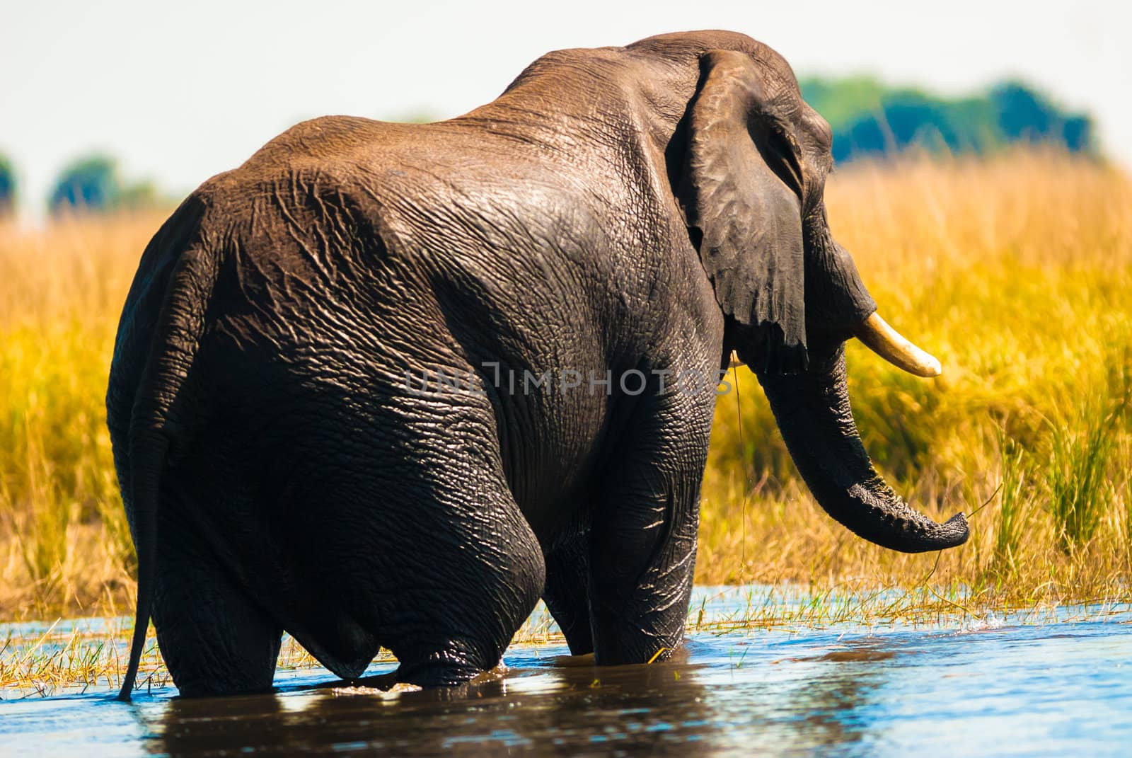 African bush elephant crossing river by edan