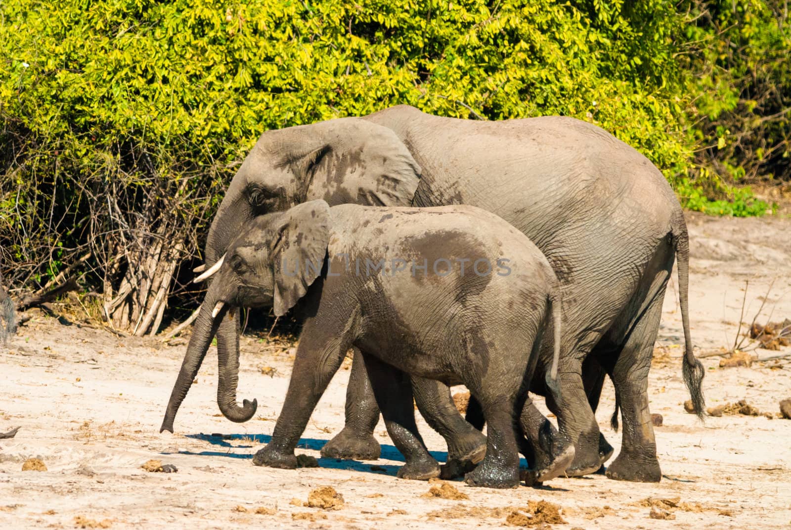 Family of african bush elephants (loxodonta africana)