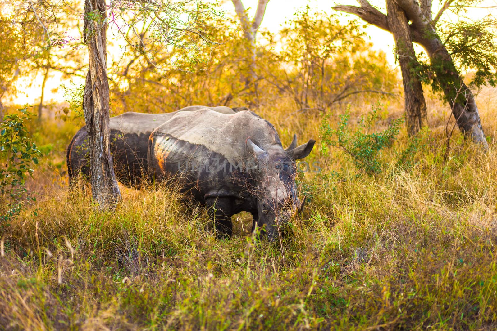 Rhinocerous by edan