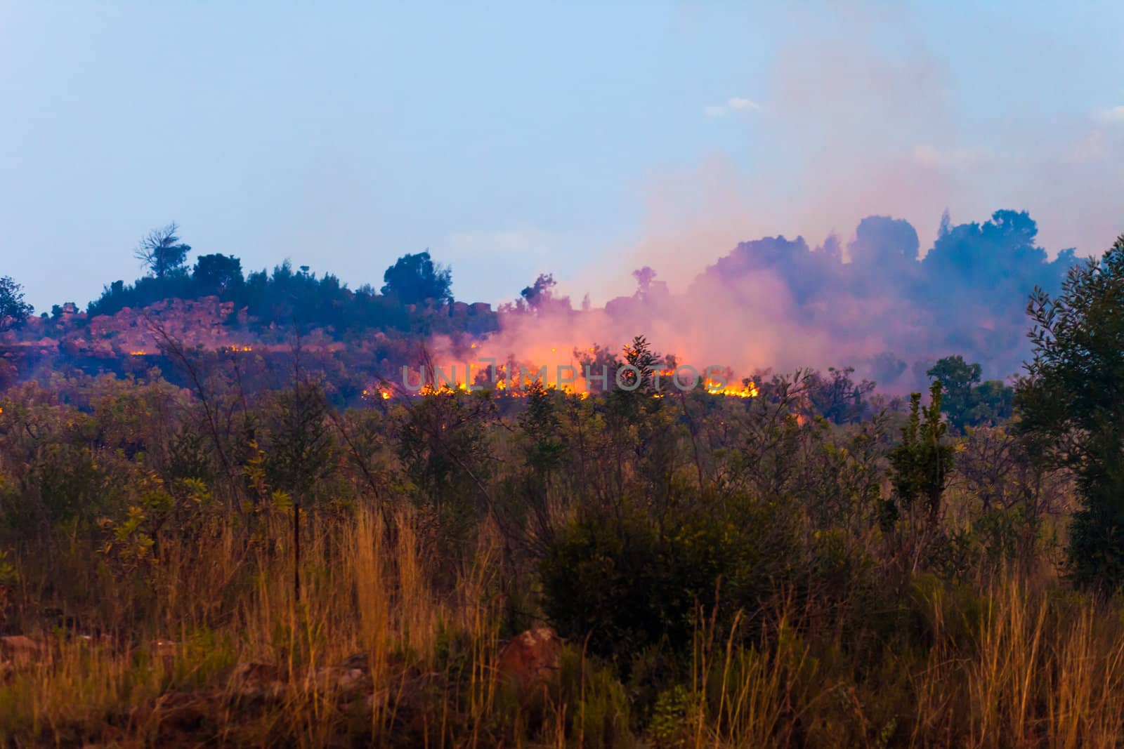 Line of fire in brush from an African wildifre