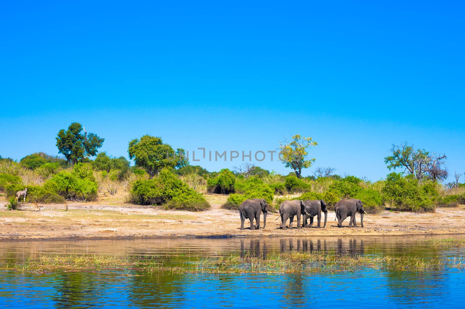 Group of elephants walking along a river