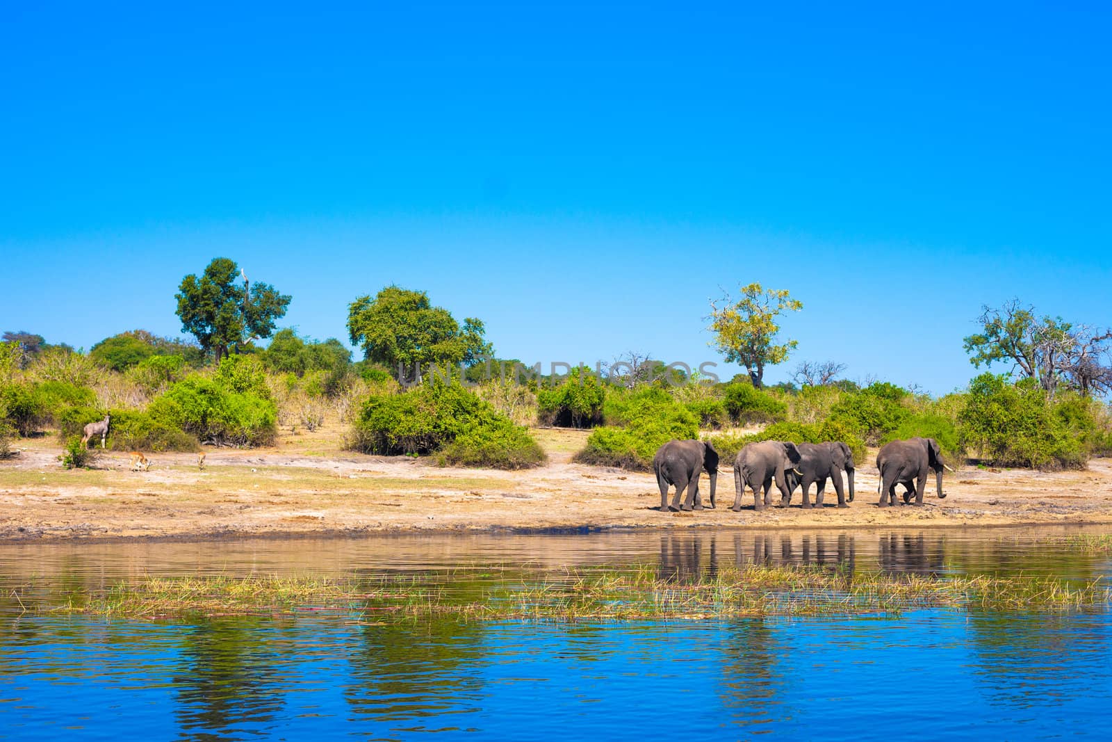 Group of elephants walking along a river